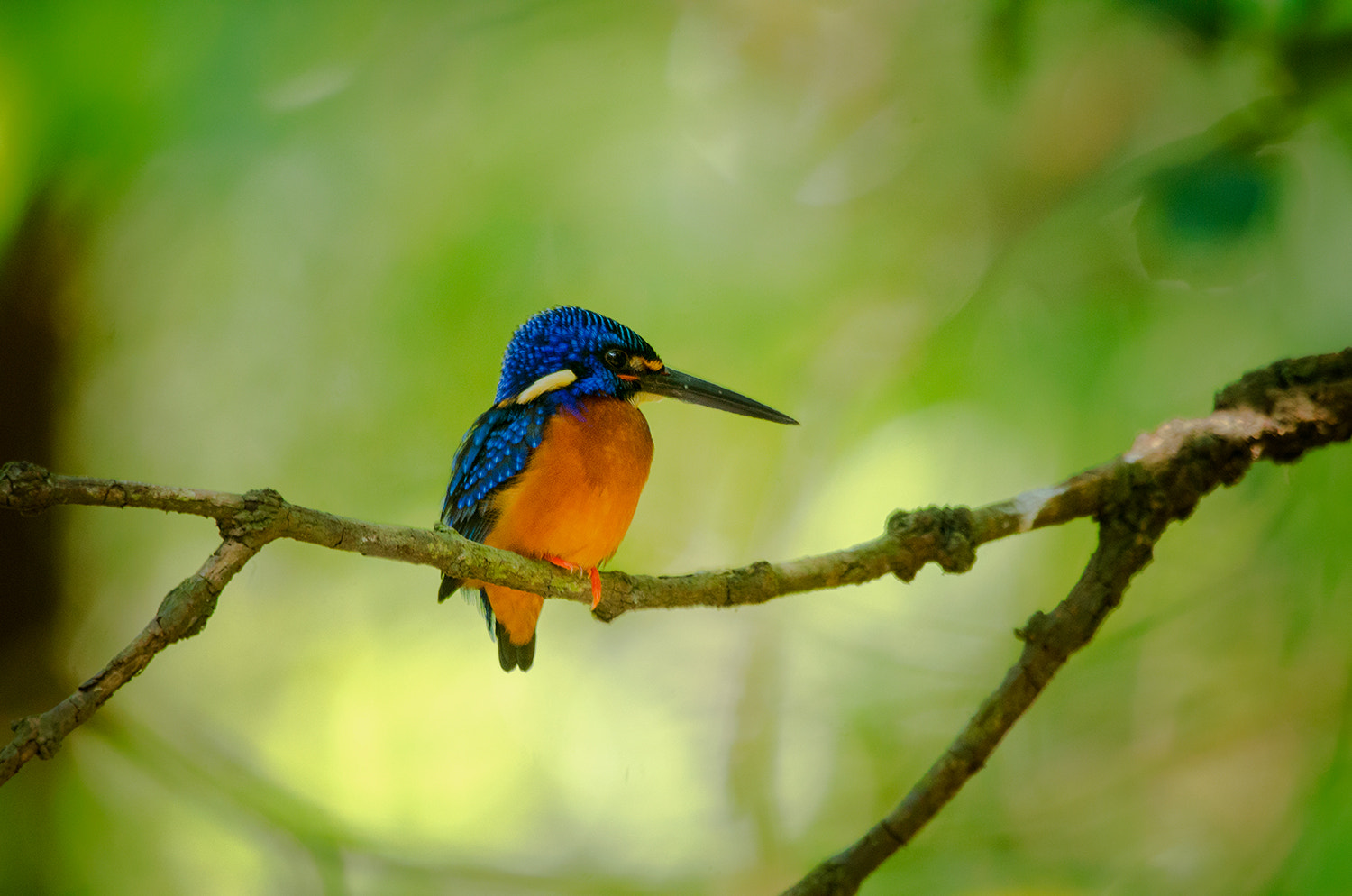 Nikon D7000 + Nikon AF-S Nikkor 500mm F4G ED VR sample photo. Blue eared kingfisher photography