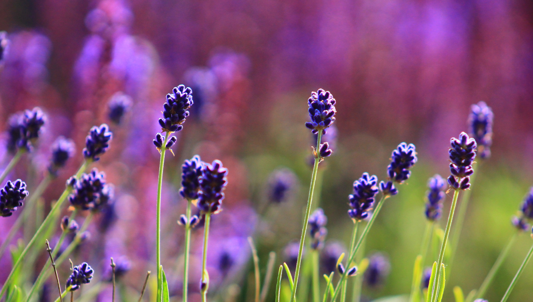 Canon EF 75-300mm f/4-5.6 USM sample photo. Pretty purple photography
