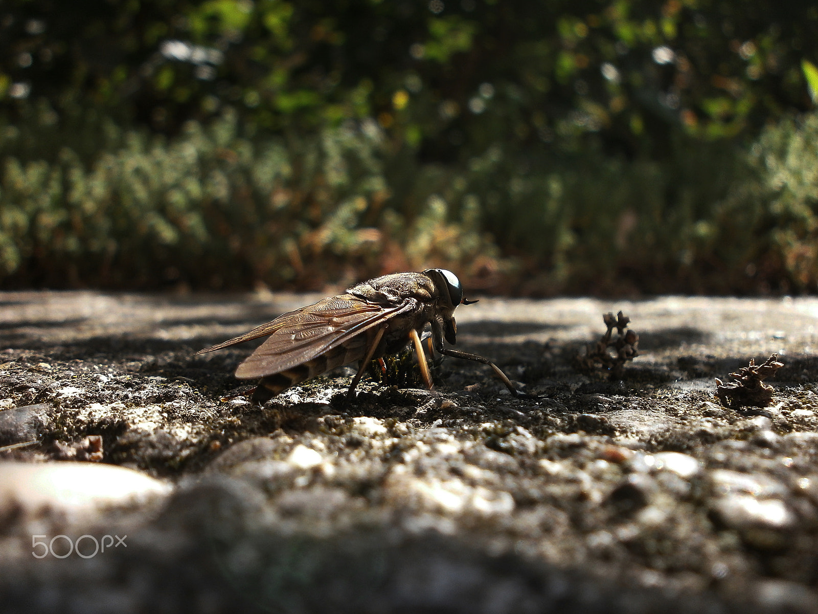 Olympus VG110,D700 sample photo. Gadfly photography
