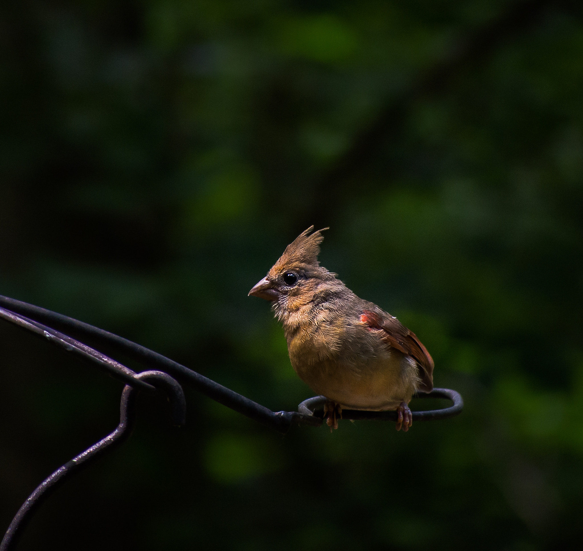 Olympus OM-D E-M5 + Panasonic Lumix G Vario 45-200mm F4-5.6 OIS sample photo. Fledgling cardinal photography