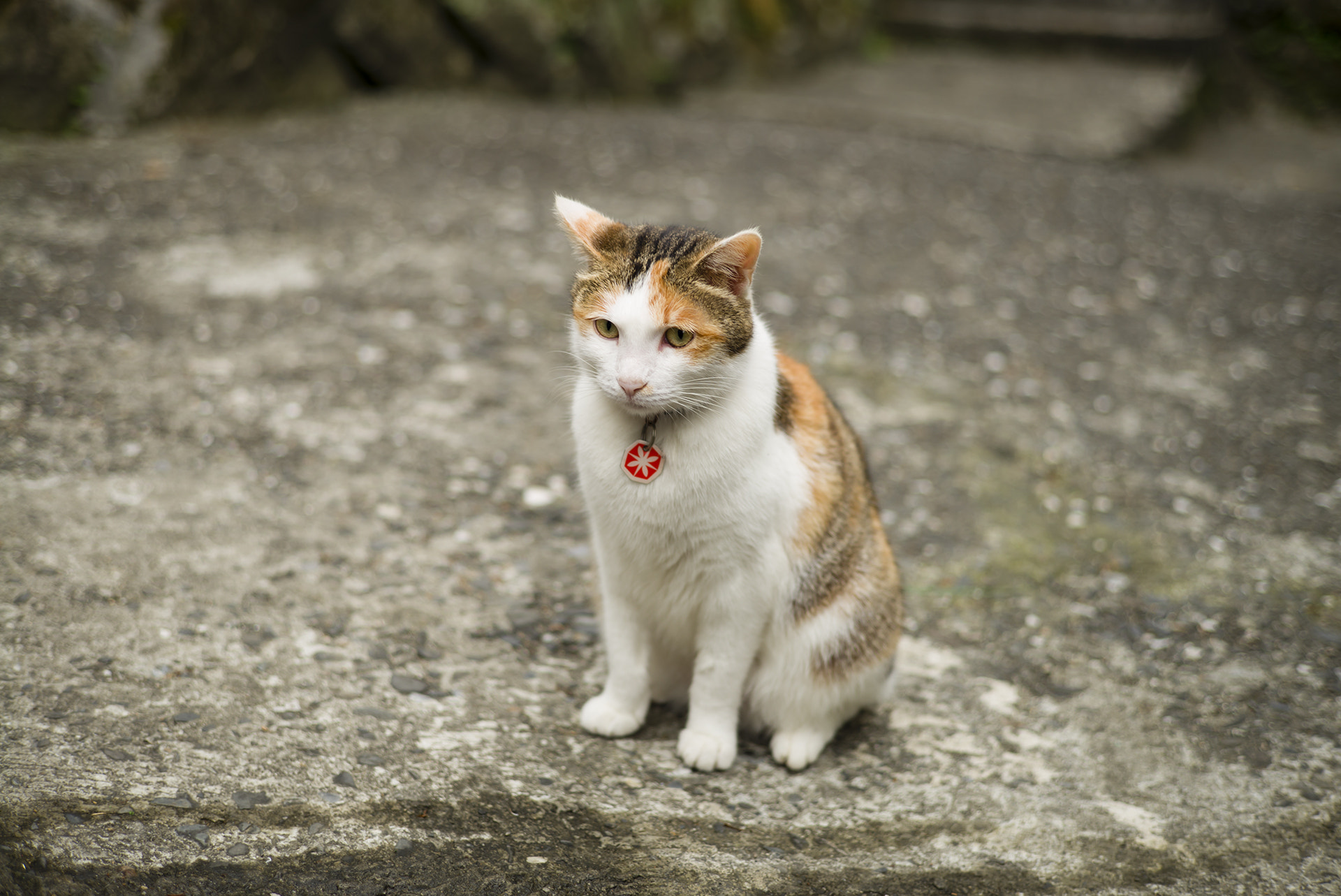 Leica M (Typ 240) + Leica Summarit-M 50mm F2.5 sample photo. Taiwan taipei hou-tong cat village photography