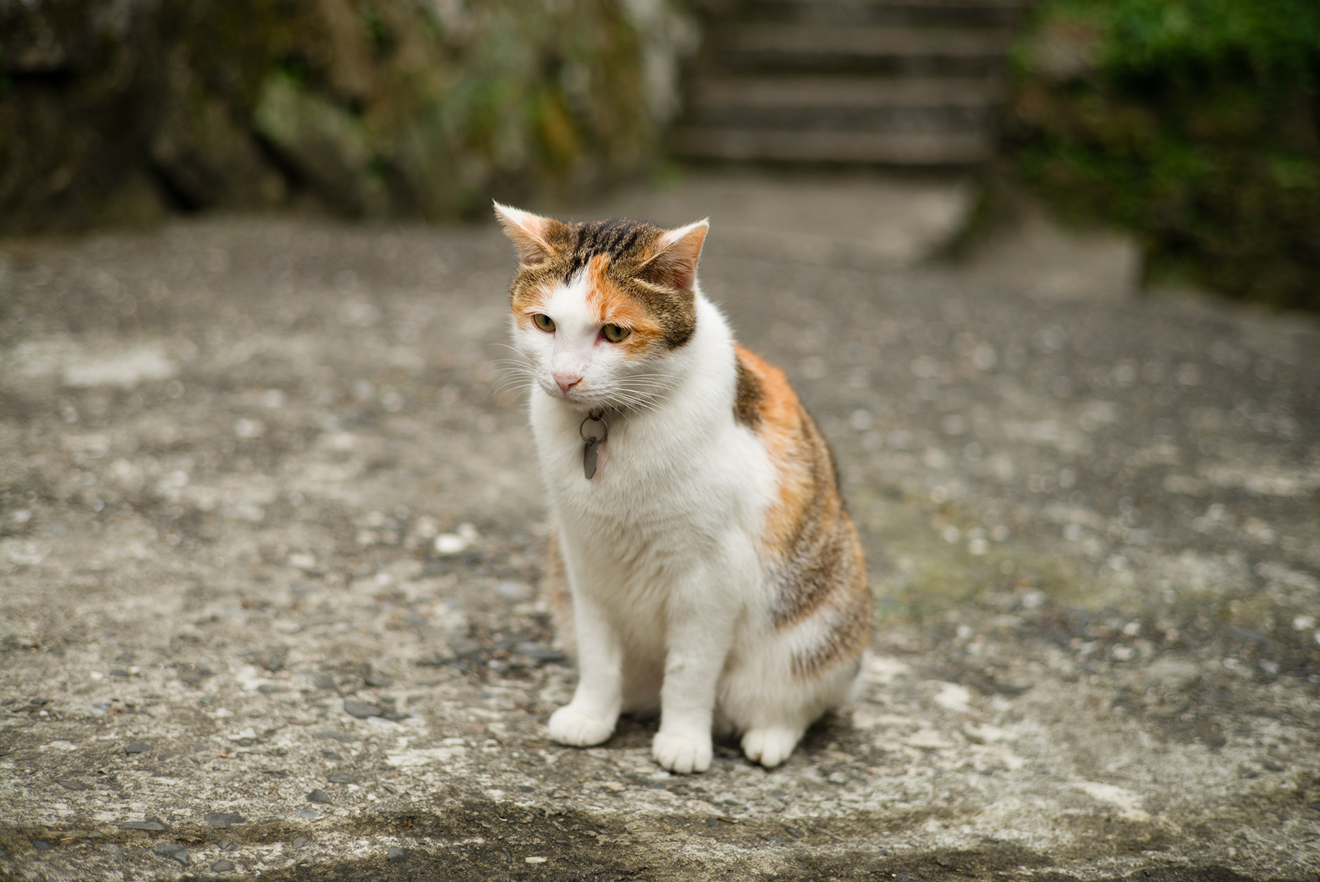 Leica M (Typ 240) + Leica Summarit-M 50mm F2.5 sample photo. Taiwan taipei hou-tong cat village photography