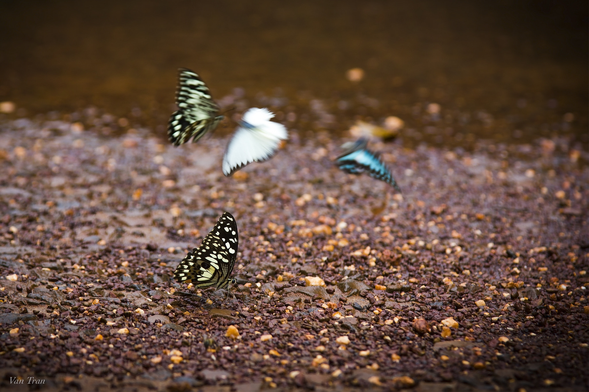 Canon EOS 550D (EOS Rebel T2i / EOS Kiss X4) sample photo. Butterfly photography