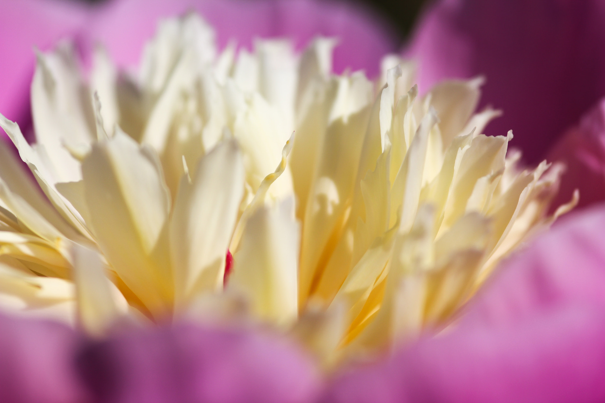 Canon EOS 60D + Sigma 105mm F2.8 EX DG Macro sample photo. Celebration - célébration photography