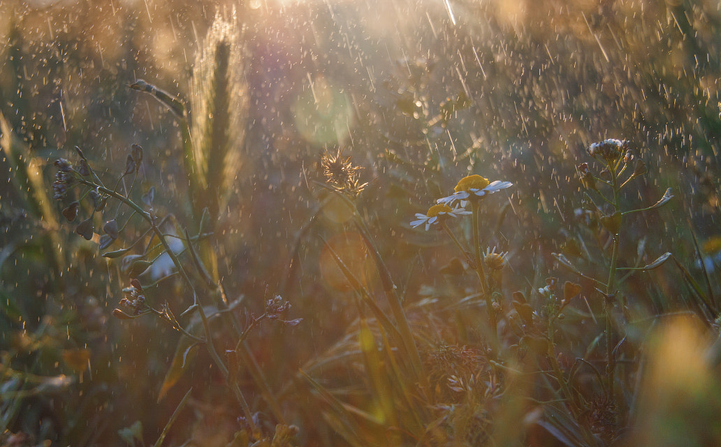 Canon EOS 50D sample photo. Sunny day photography