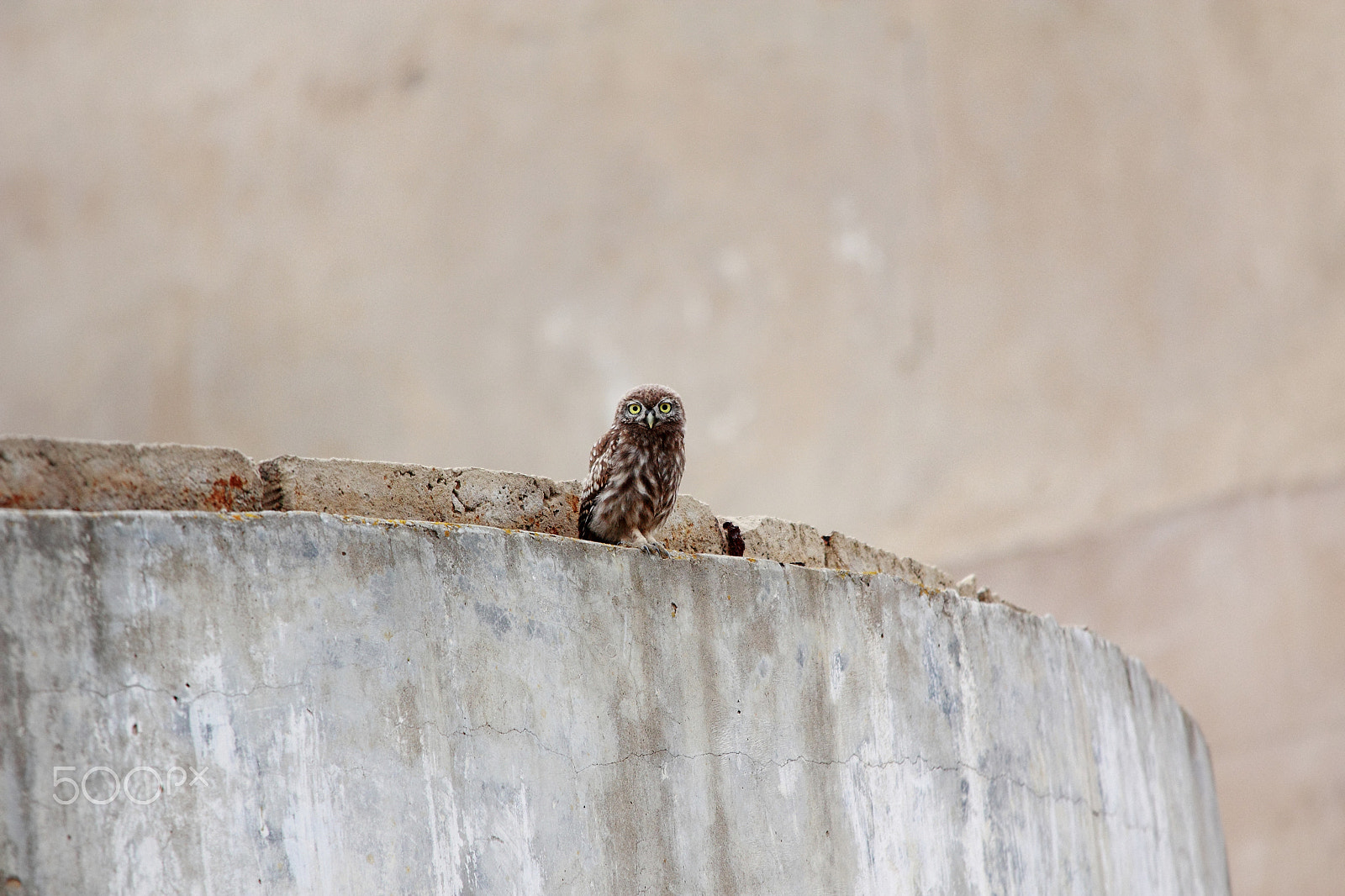 Sigma 150-500mm F5-6.3 DG OS HSM sample photo. Owl photography