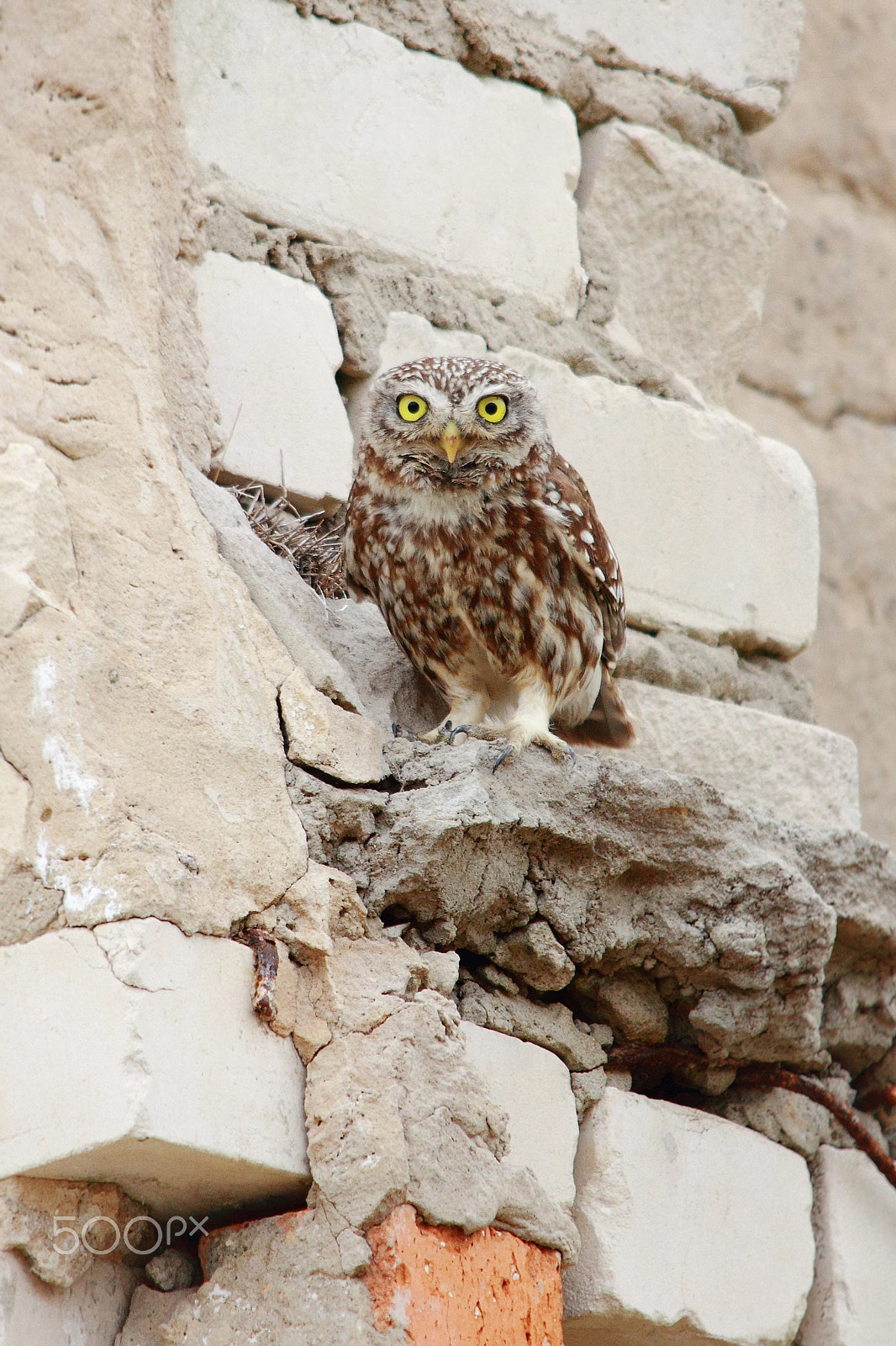 Sigma 150-500mm F5-6.3 DG OS HSM sample photo. Owl photography