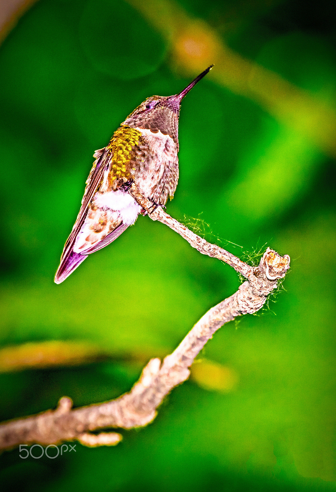 Canon EOS 5DS R + Canon EF 70-200mm F4L USM sample photo. _m6a2509-2.jpg photography