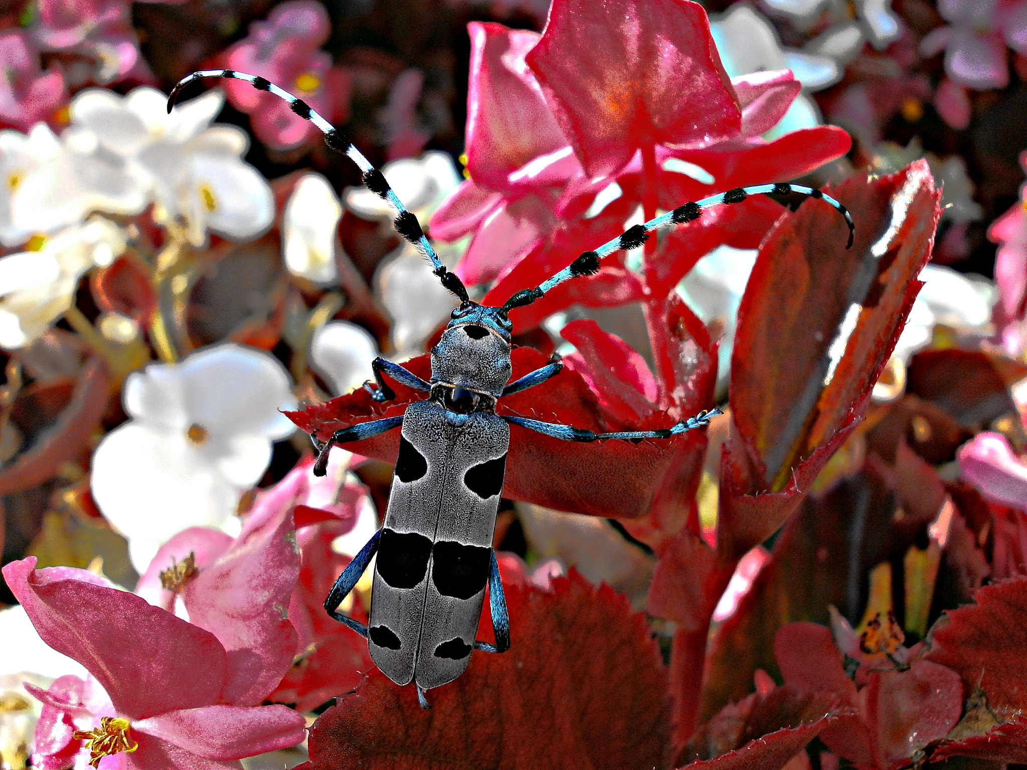 Olympus VG110,D700 sample photo. Grey bug with black spots photography