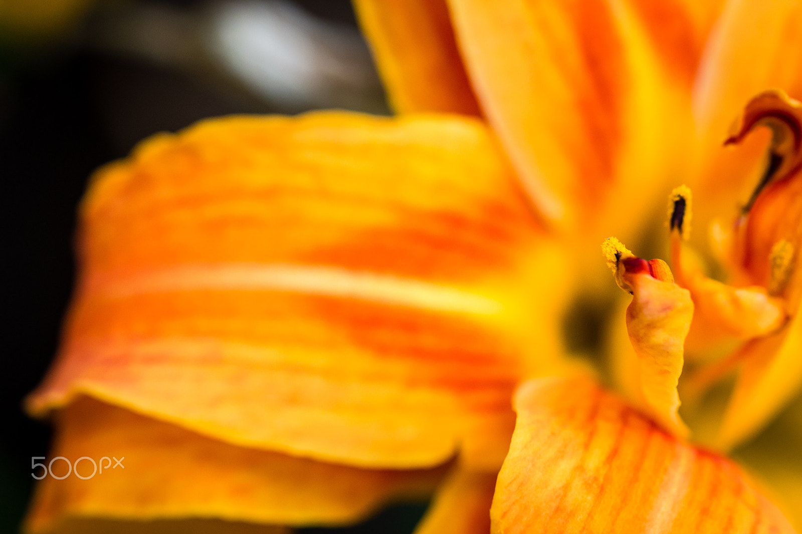 Canon EF 100mm F2.8 Macro USM sample photo. Double day lily photography