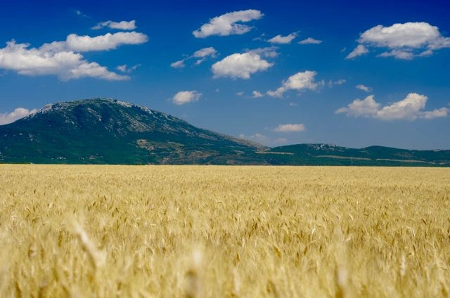 Pentax K-5 sample photo. Gold wheat photography