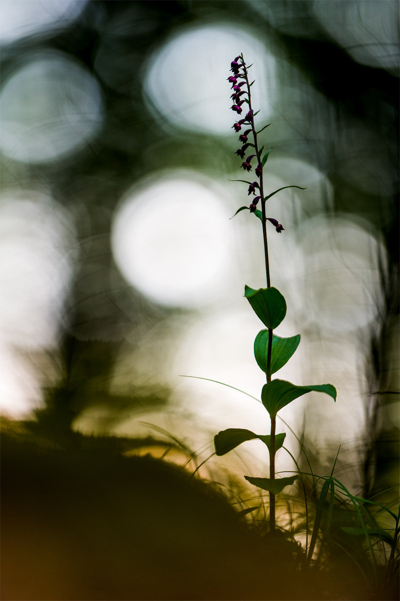 Nikon D800 + Nikon AF-S Nikkor 200mm F2G ED-IF VR sample photo. - epipactis atrorubens - photography