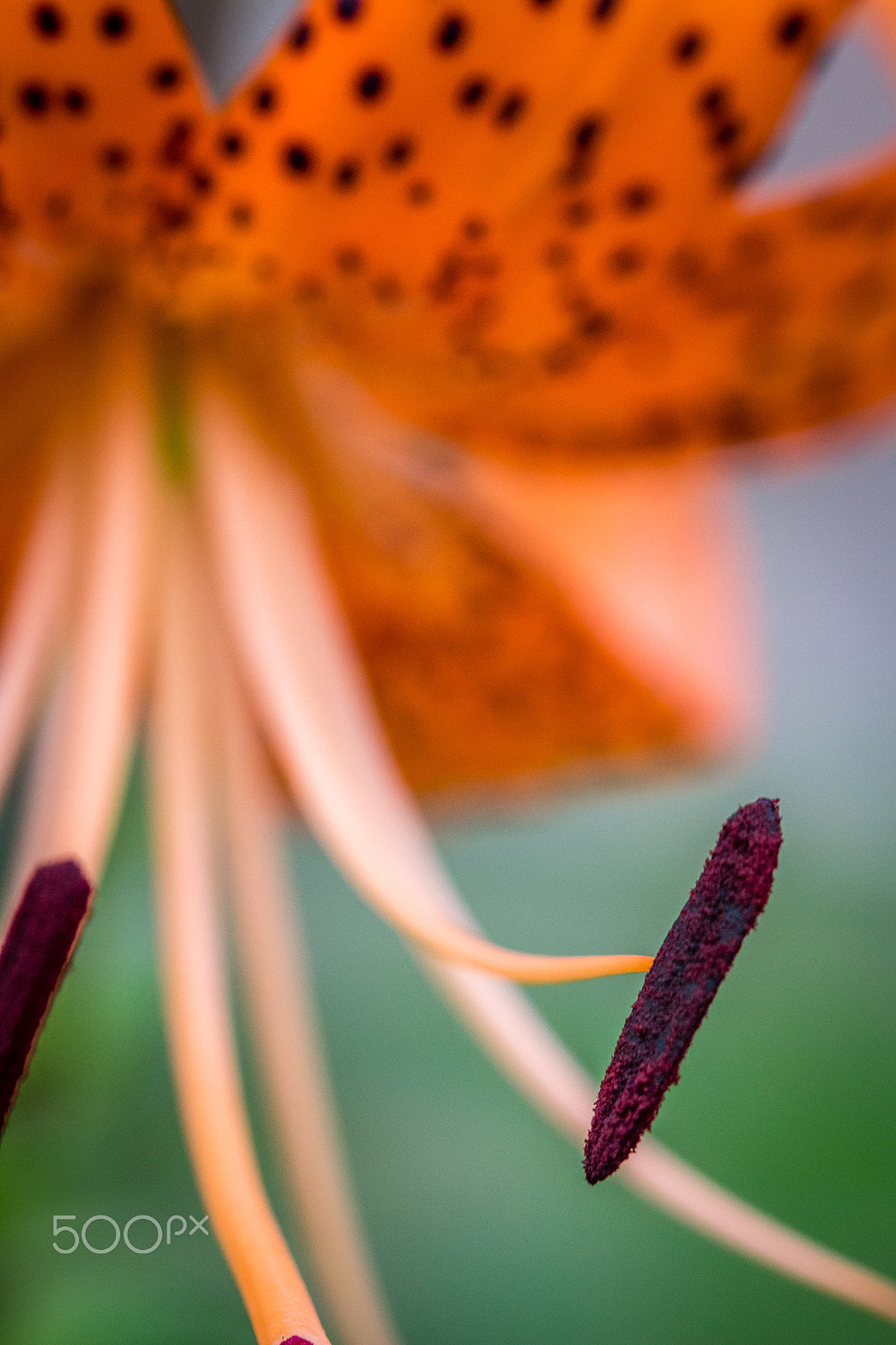 Canon EF 100mm F2.8 Macro USM sample photo. Comin' atchoo photography