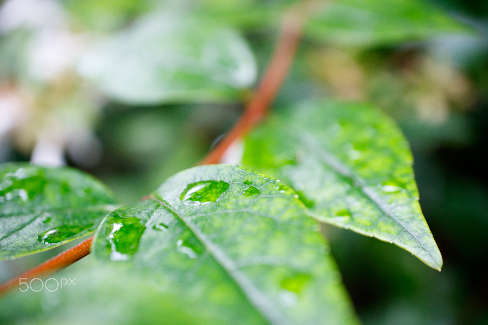 Canon EF-M 28mm F3.5 Macro IS STM sample photo. Leaves in the rain photography