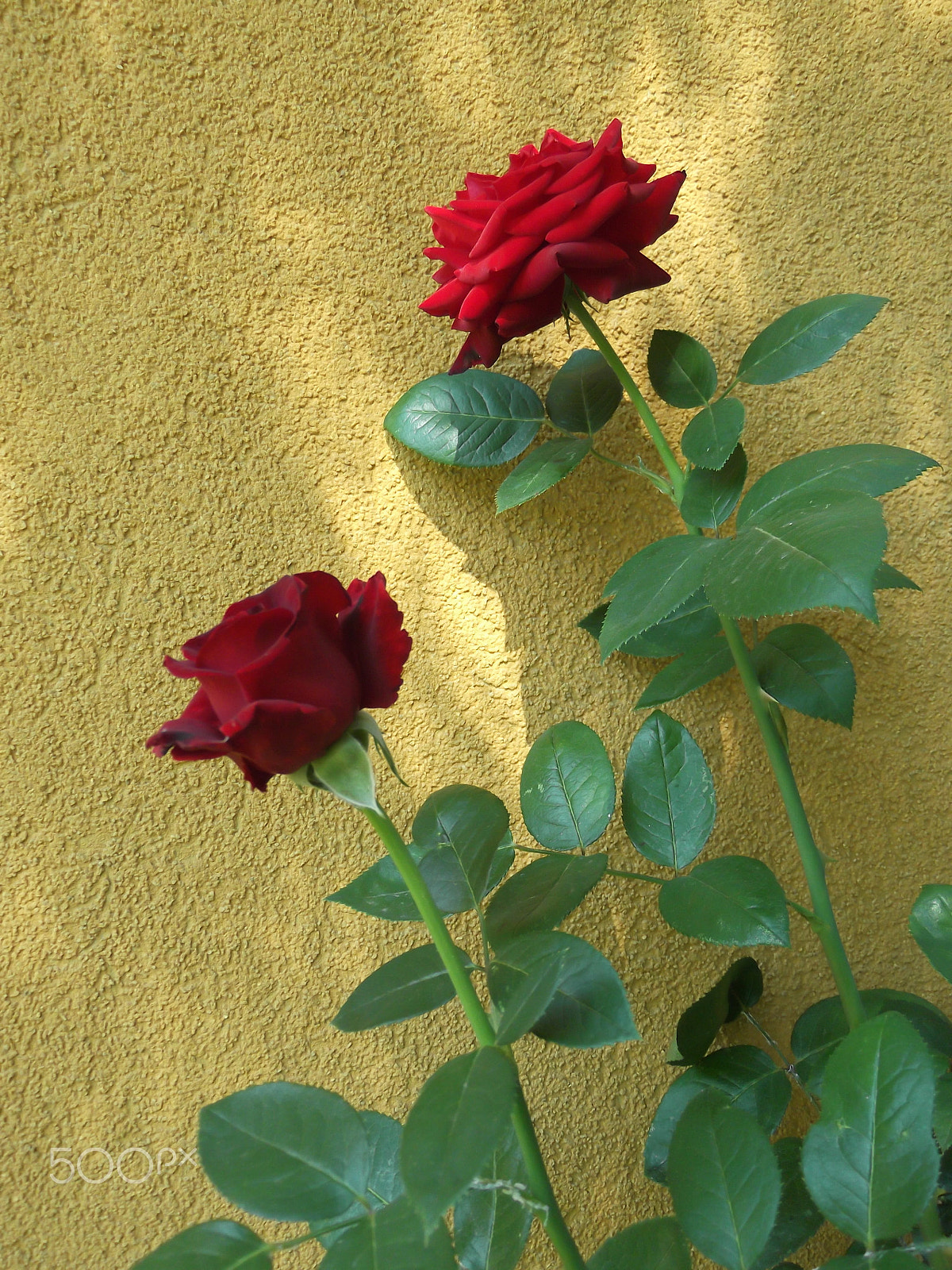 Fujifilm FinePix T310 sample photo. Two roses photography