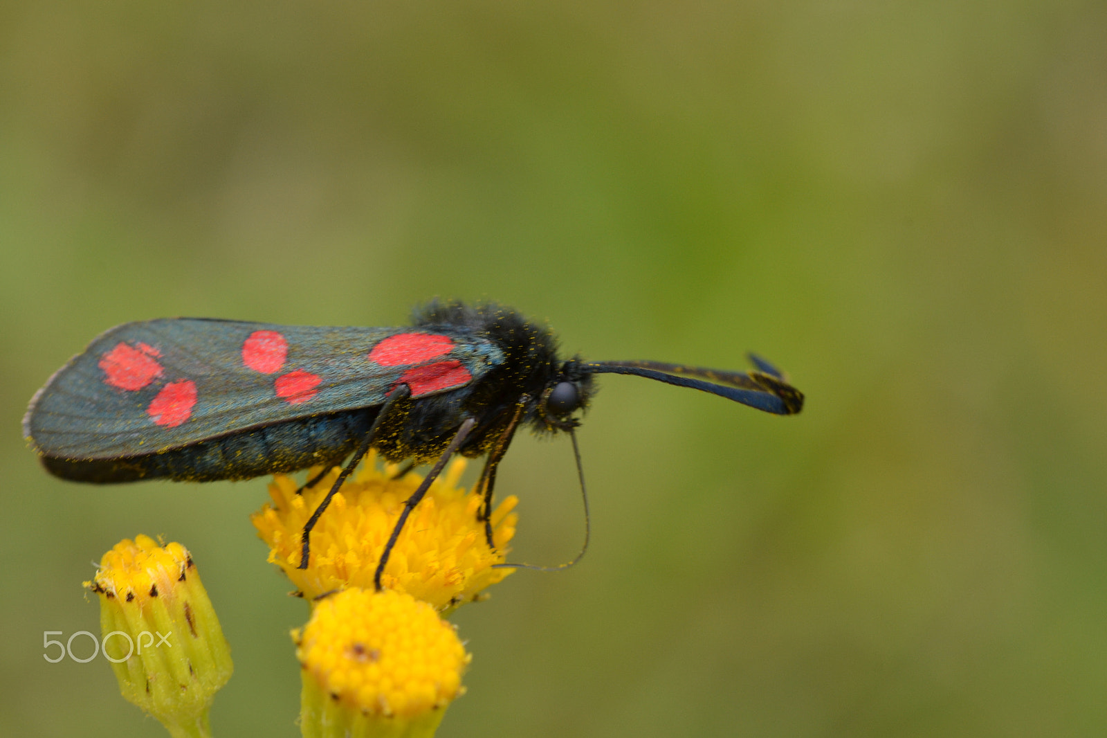 Nikon AF-S DX Micro-Nikkor 85mm F3.5G ED VR sample photo. Six-spot burnet  (zygaena filipendulae) photography