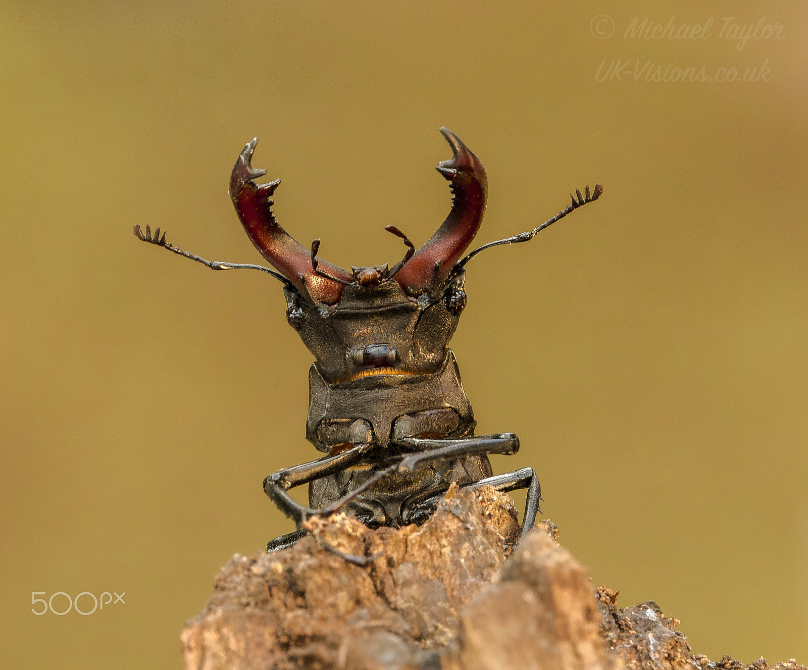 Panasonic Lumix DMC-GF1 sample photo. Stag beetle photography