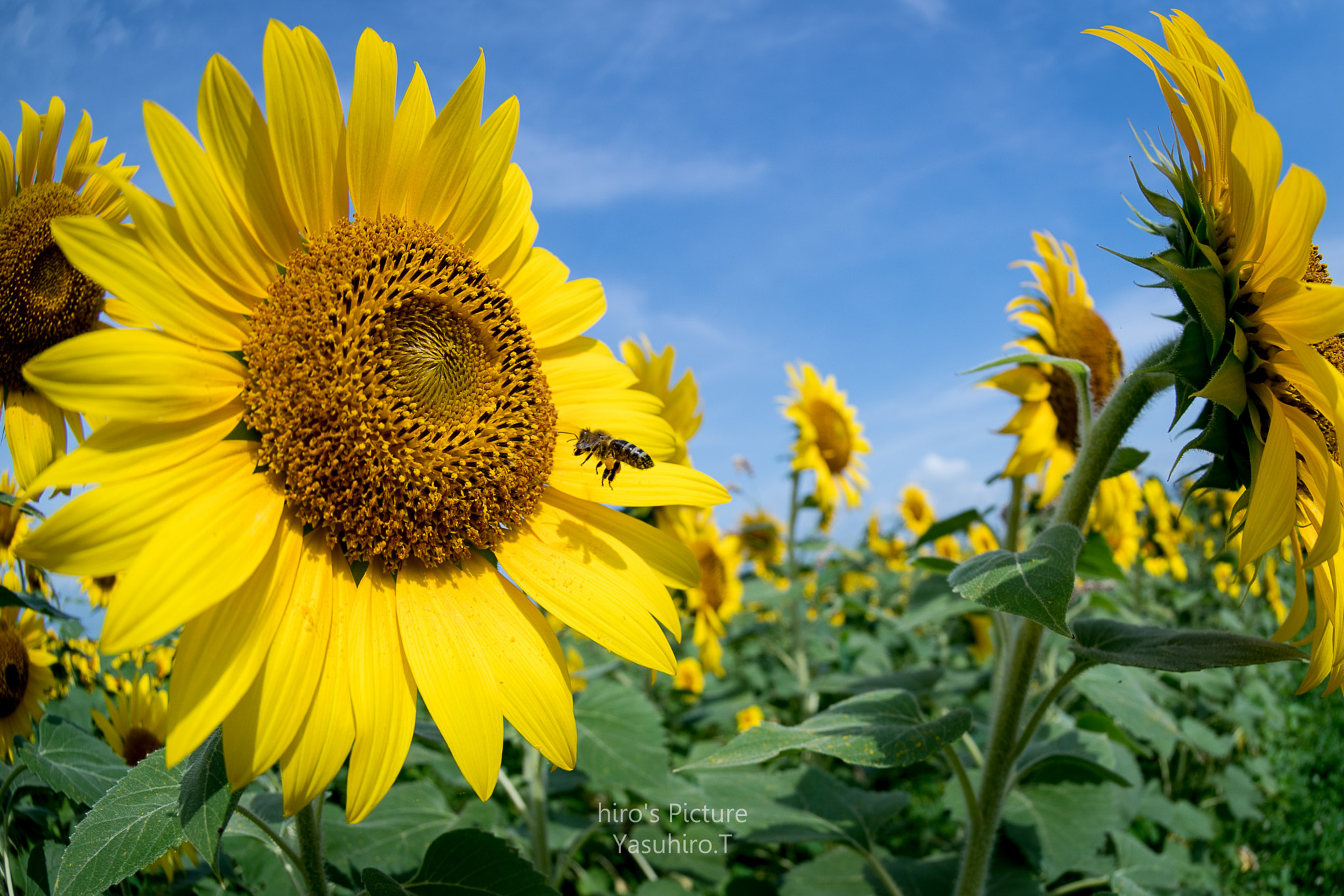 Nikon AF DX Fisheye-Nikkor 10.5mm F2.8G ED sample photo. Summer came photography
