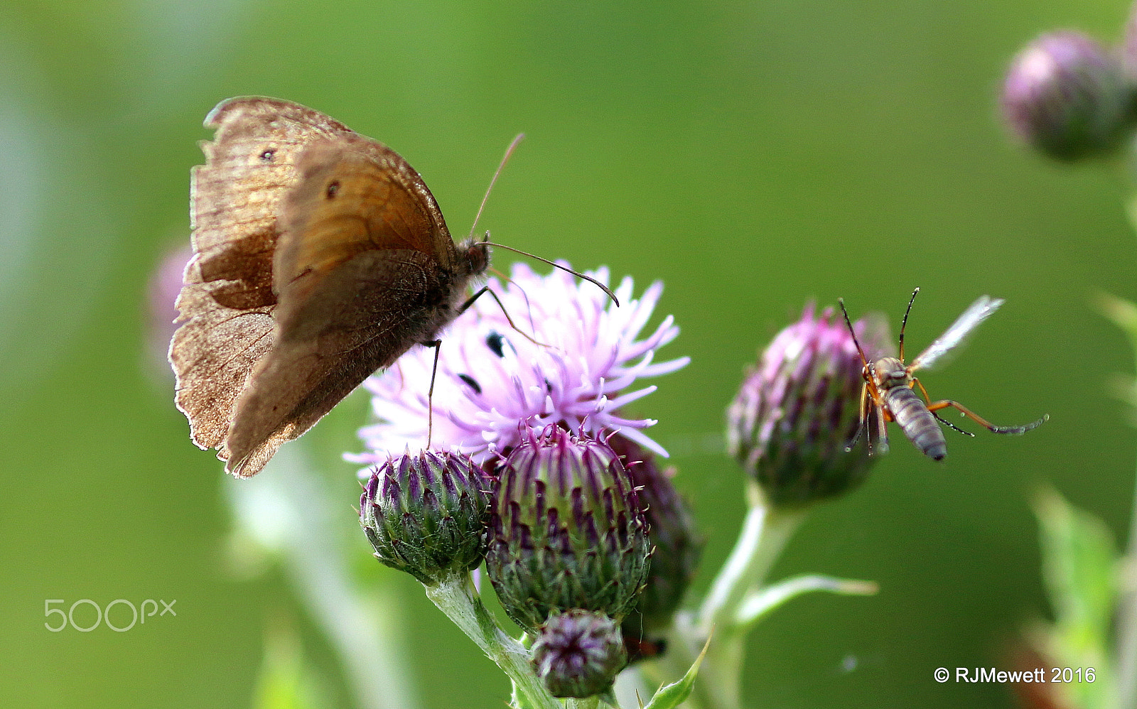 Canon EOS 70D + Canon EF 135mm F2L USM sample photo. Thistle and friends photography