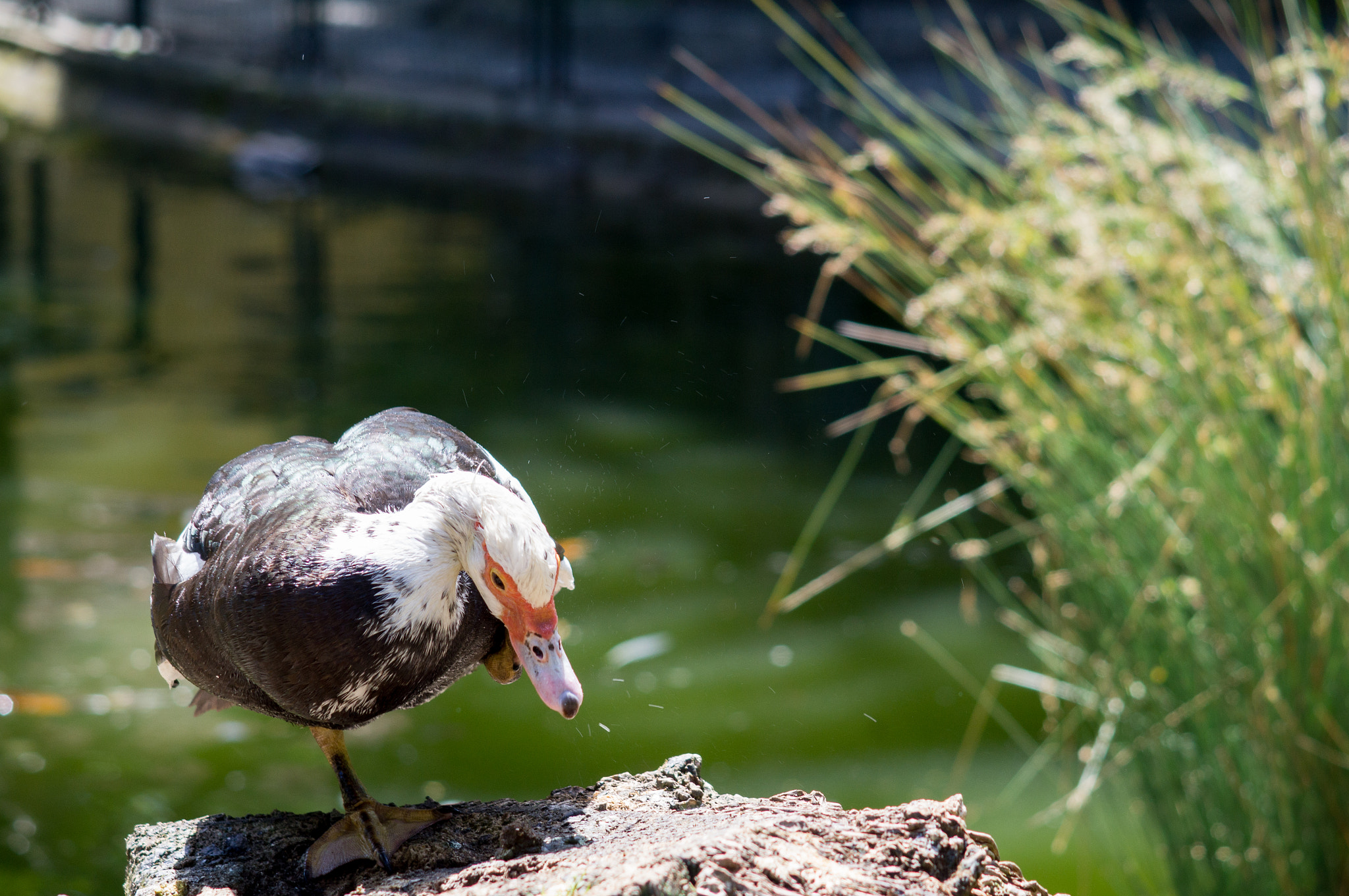 Sony SLT-A35 + Minolta AF 100-200mm F4.5 sample photo. Muscovy duck photography