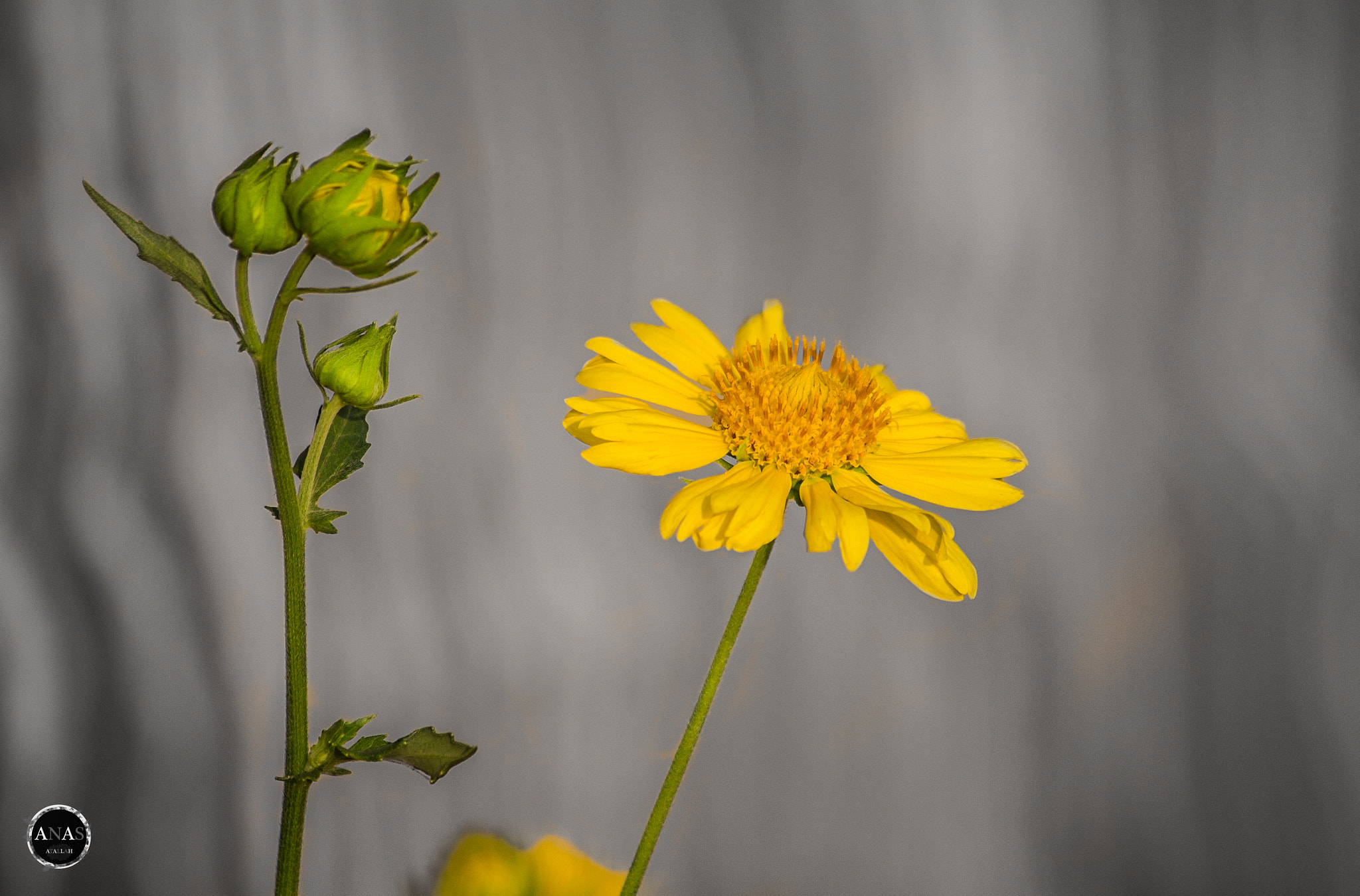Canon EF-S 55-250mm F4-5.6 IS sample photo. Beauty photography
