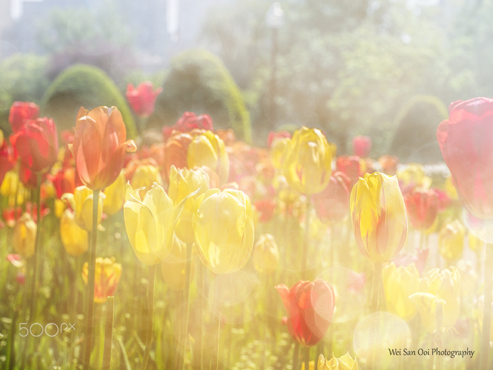 Panasonic Leica DG Macro-Elmarit 45mm F2.8 ASPH OIS sample photo. Tulips 25 photography