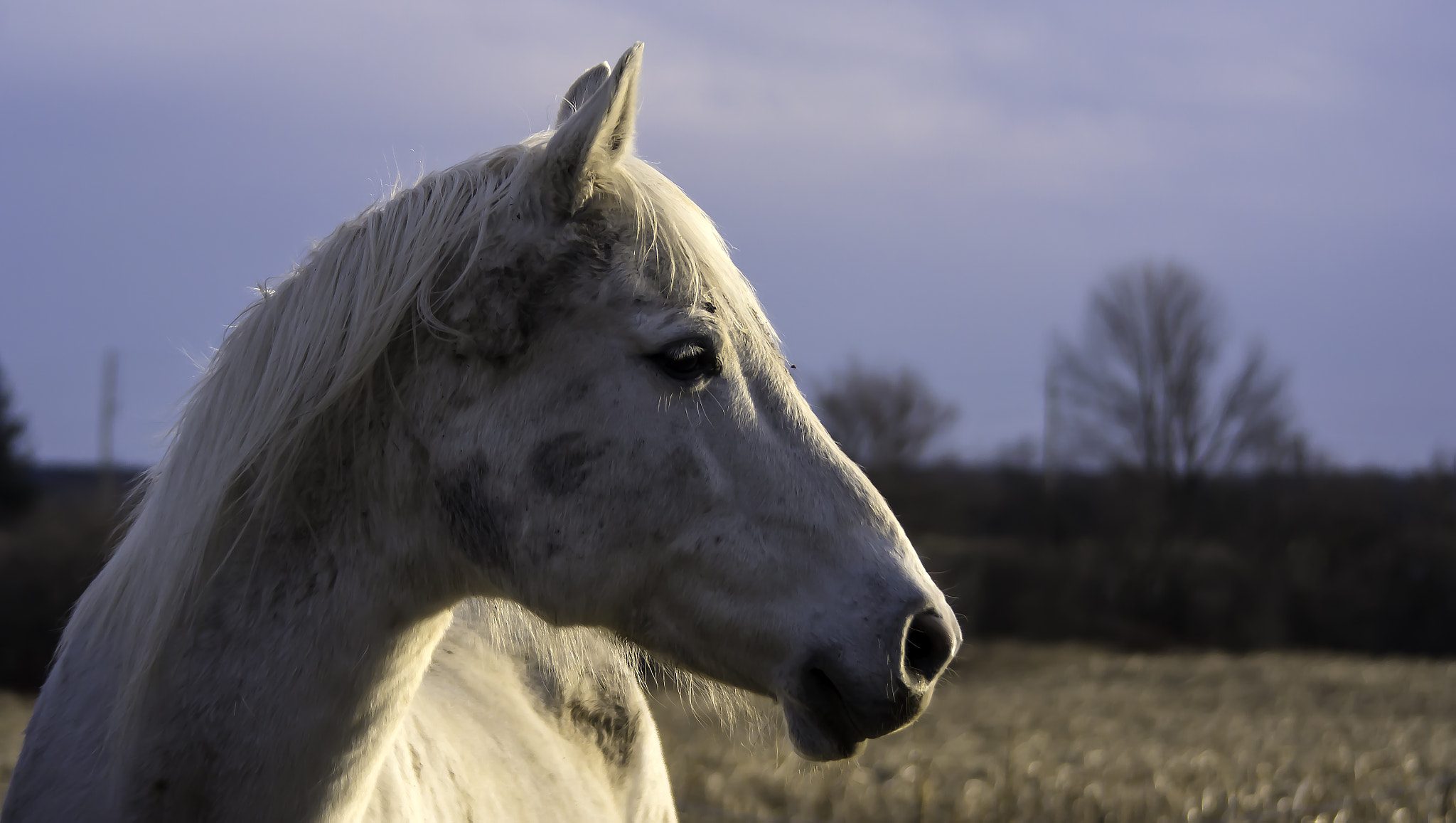 Samsung NX20 + Samsung NX 50-200mm F4-5.6 ED OIS sample photo. Grubby horse photography