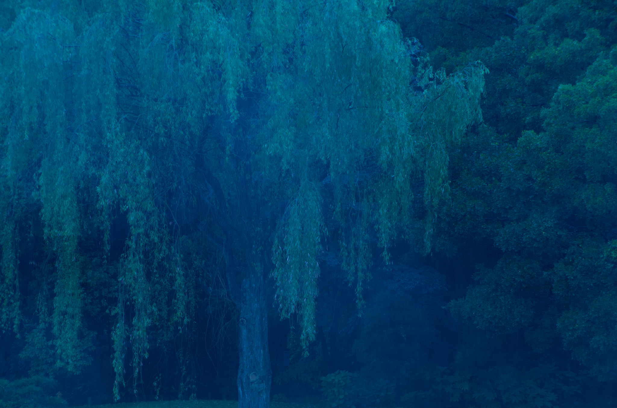 Pentax K-5 IIs sample photo. Rainy green. photography