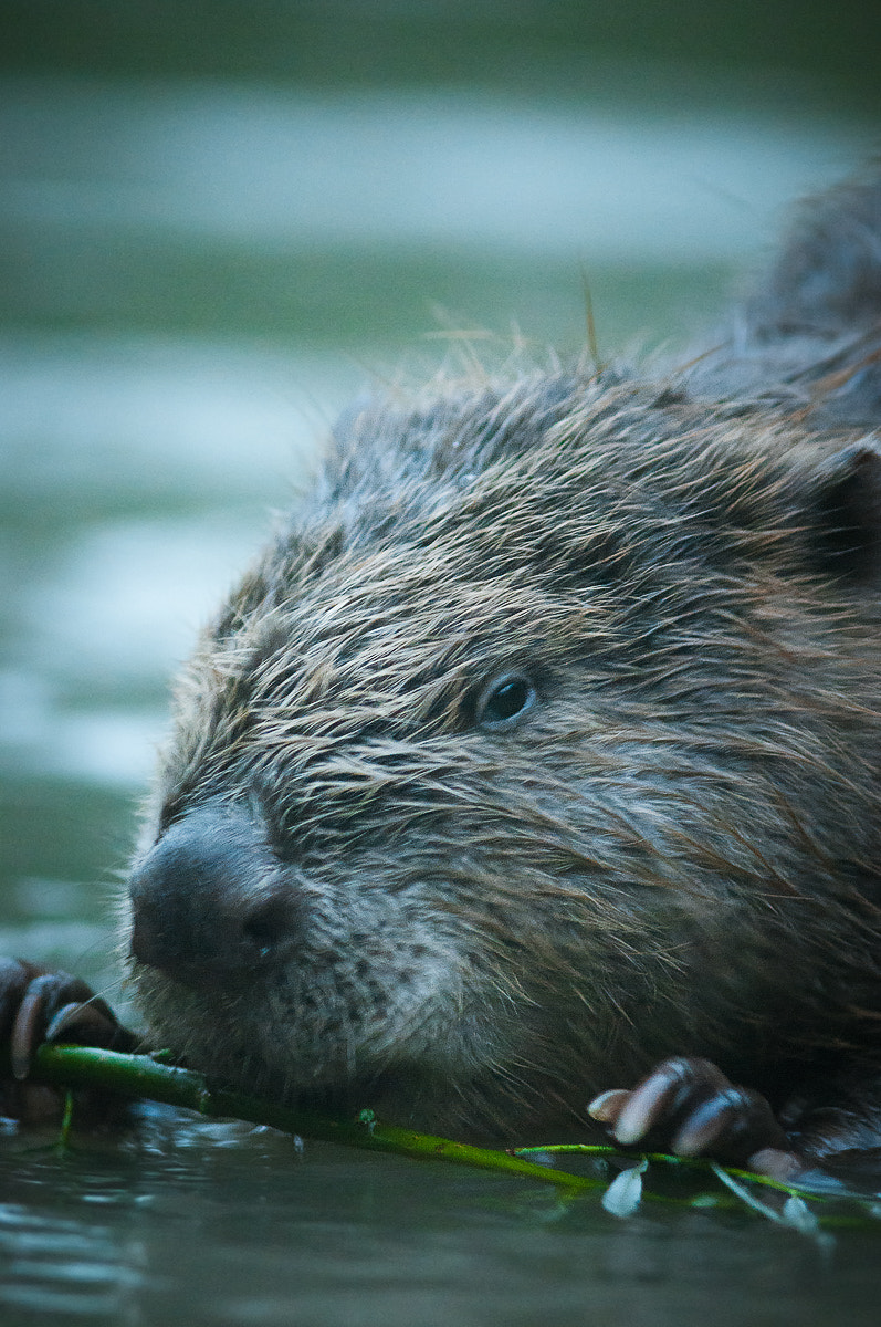 Nikon D300S + AF Nikkor 300mm f/4 IF-ED sample photo. Castor photography