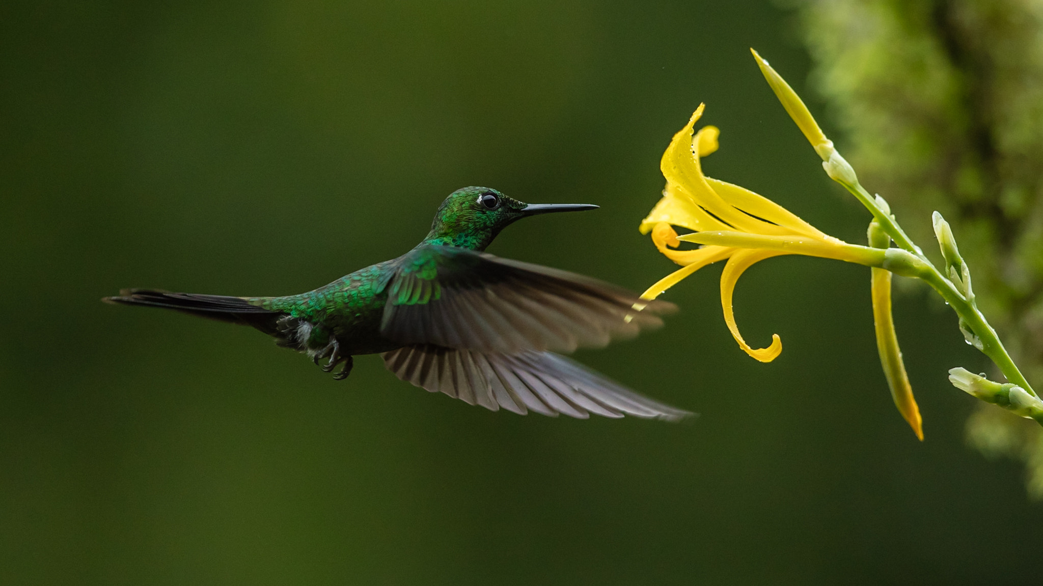 Canon EF 300mm F2.8L IS II USM sample photo. Hummingbird photography