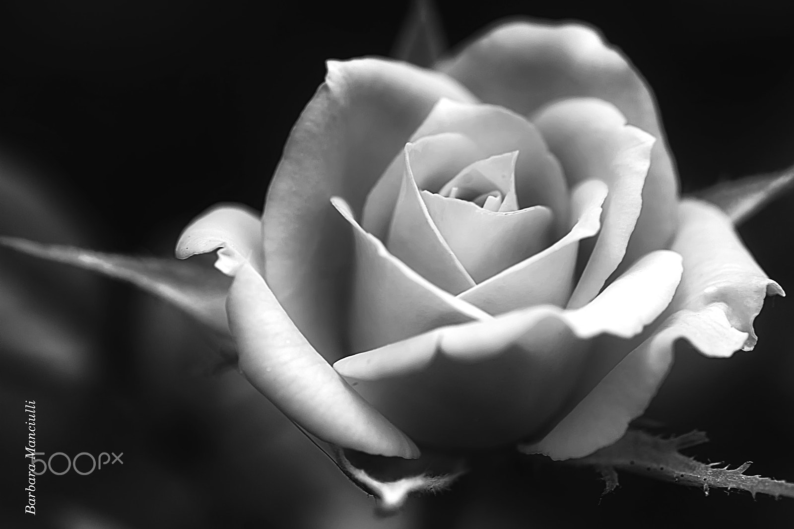 Sigma 150mm F2.8 EX DG OS Macro HSM sample photo. Sfiorata dalla luce photography