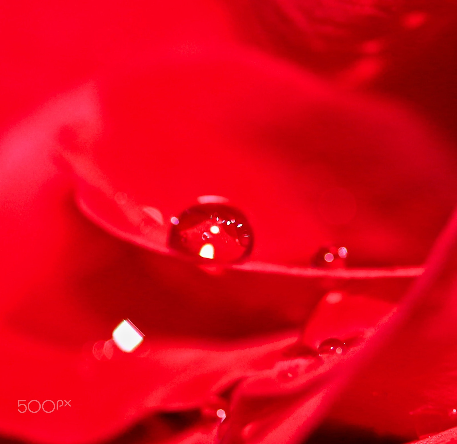 Canon EF-S 60mm F2.8 Macro USM sample photo. Rain drop photography