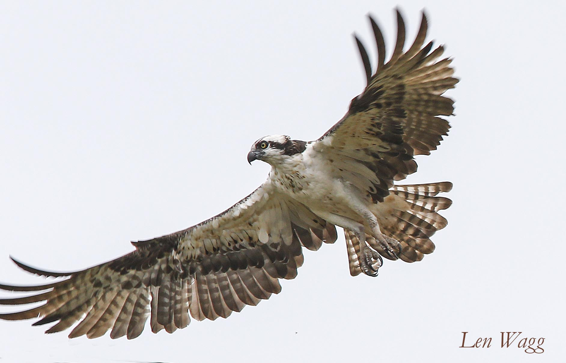 Canon EF 300mm F2.8L IS USM sample photo. Osprey photography