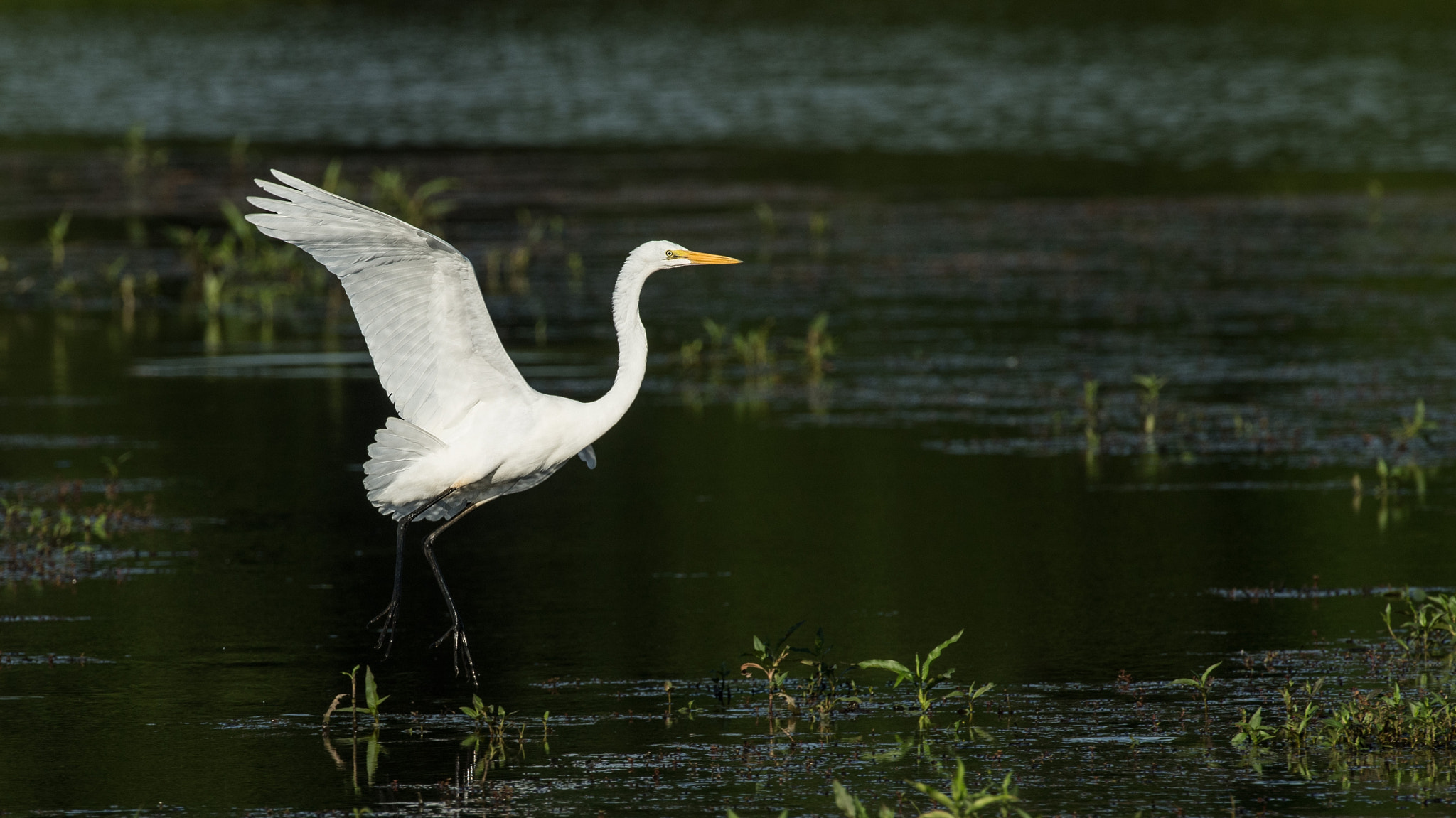 Nikon D5 + Nikon AF-S Nikkor 500mm F4G ED VR sample photo. Great egret landing photography