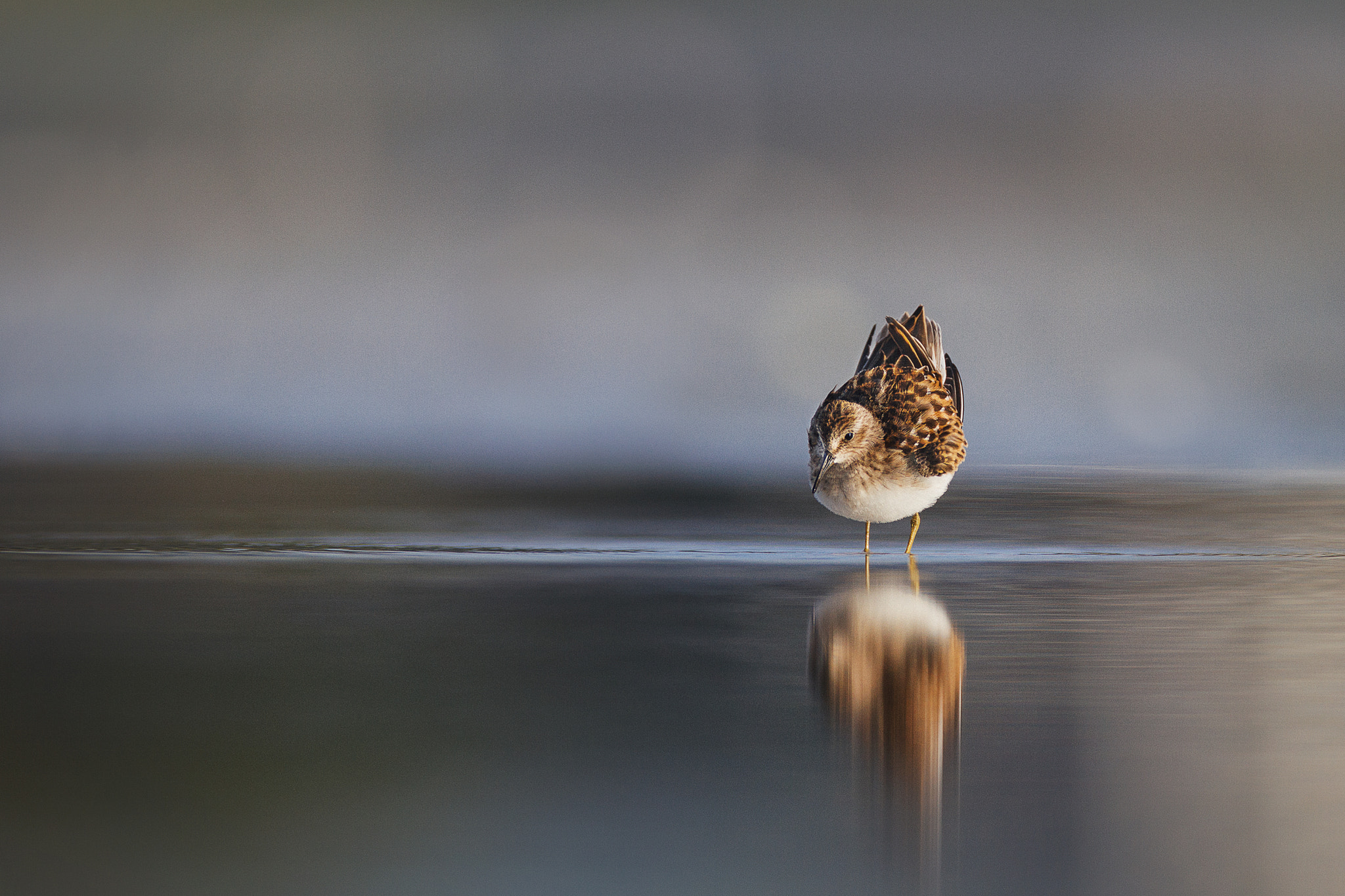Canon EOS 7D + Canon EF 600mm f/4L IS sample photo. Least sandpiper photography
