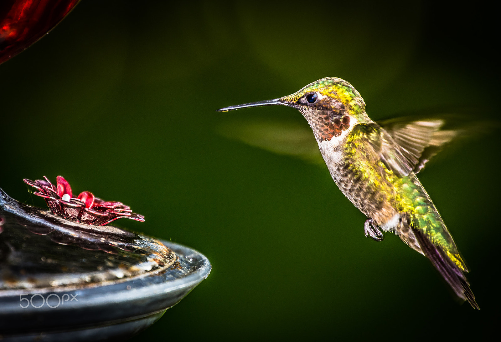 Canon EF 70-200mm F4L USM sample photo. Humming bird 2 photography