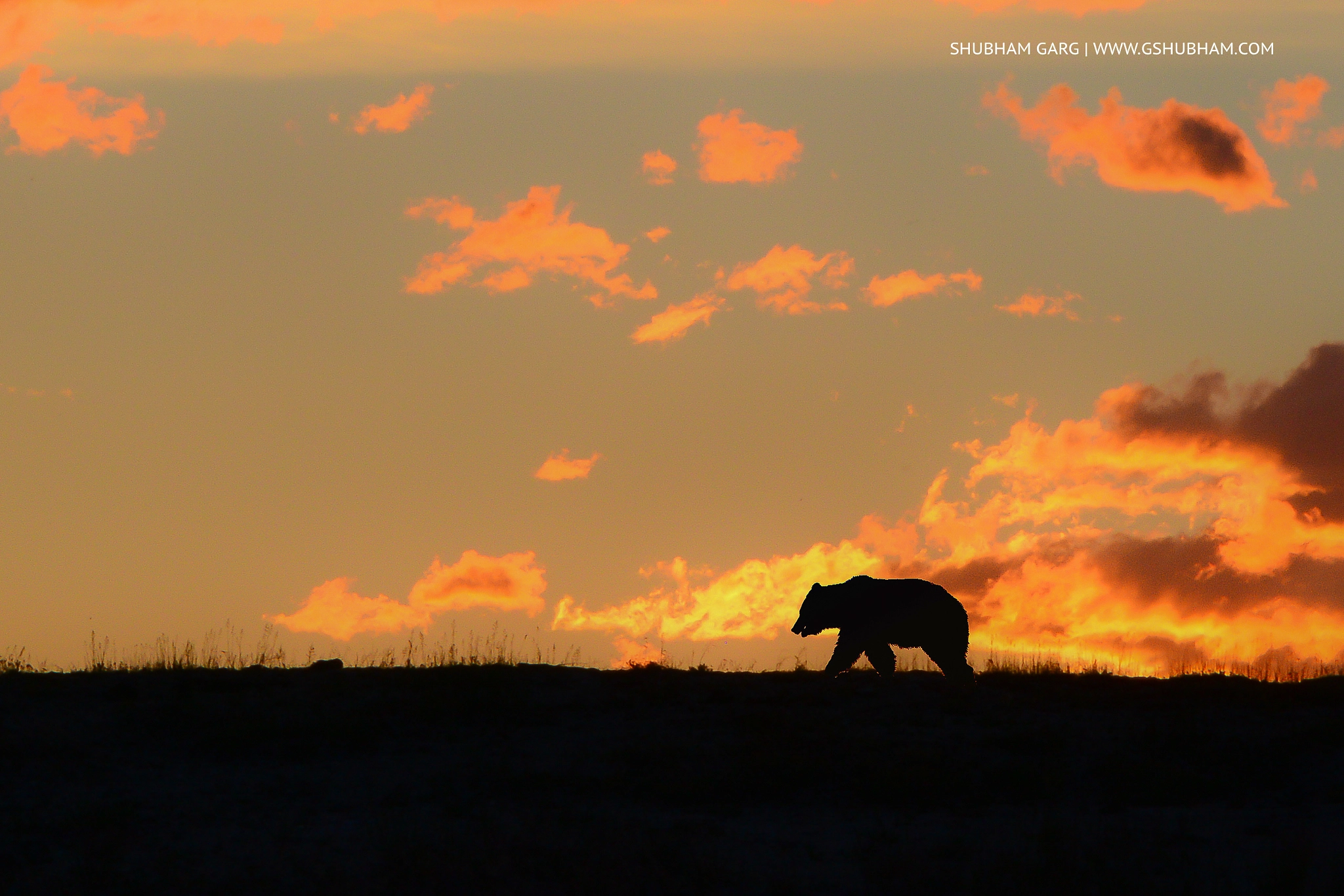 Nikon AF-S Nikkor 200-500mm F5.6E ED VR sample photo. "the silhouette" photography