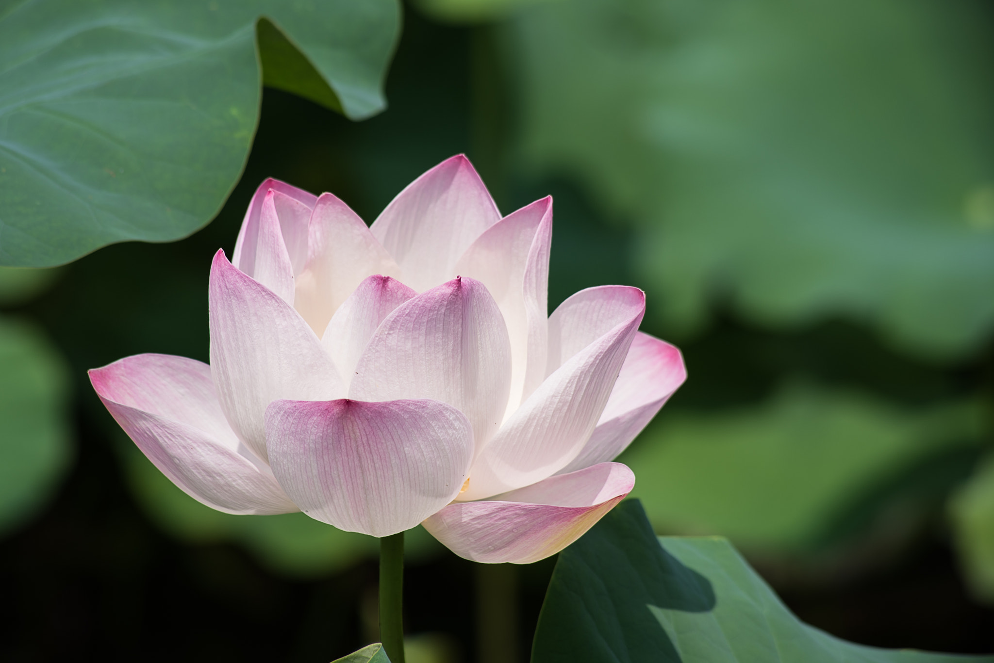 HD Pentax DA 55-300mm F4.0-5.8 ED WR sample photo. Lotus at taipei botanical garden photography