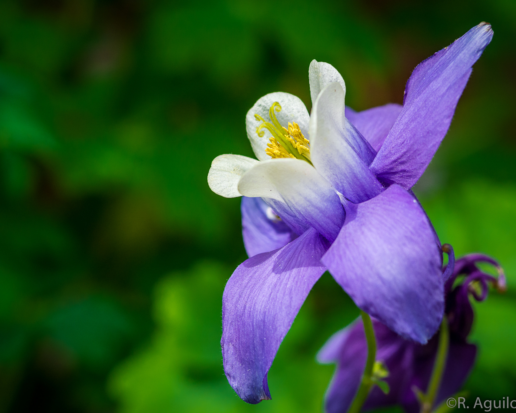 Nikon D7100 + AF Micro-Nikkor 105mm f/2.8 sample photo. Columbine photography