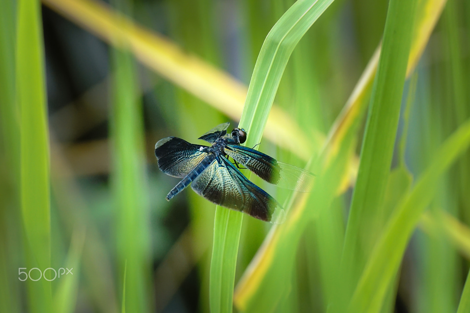 Sony ILCA-77M2 + Minolta AF 100mm F2.8 Macro [New] sample photo. Cloudy day photography