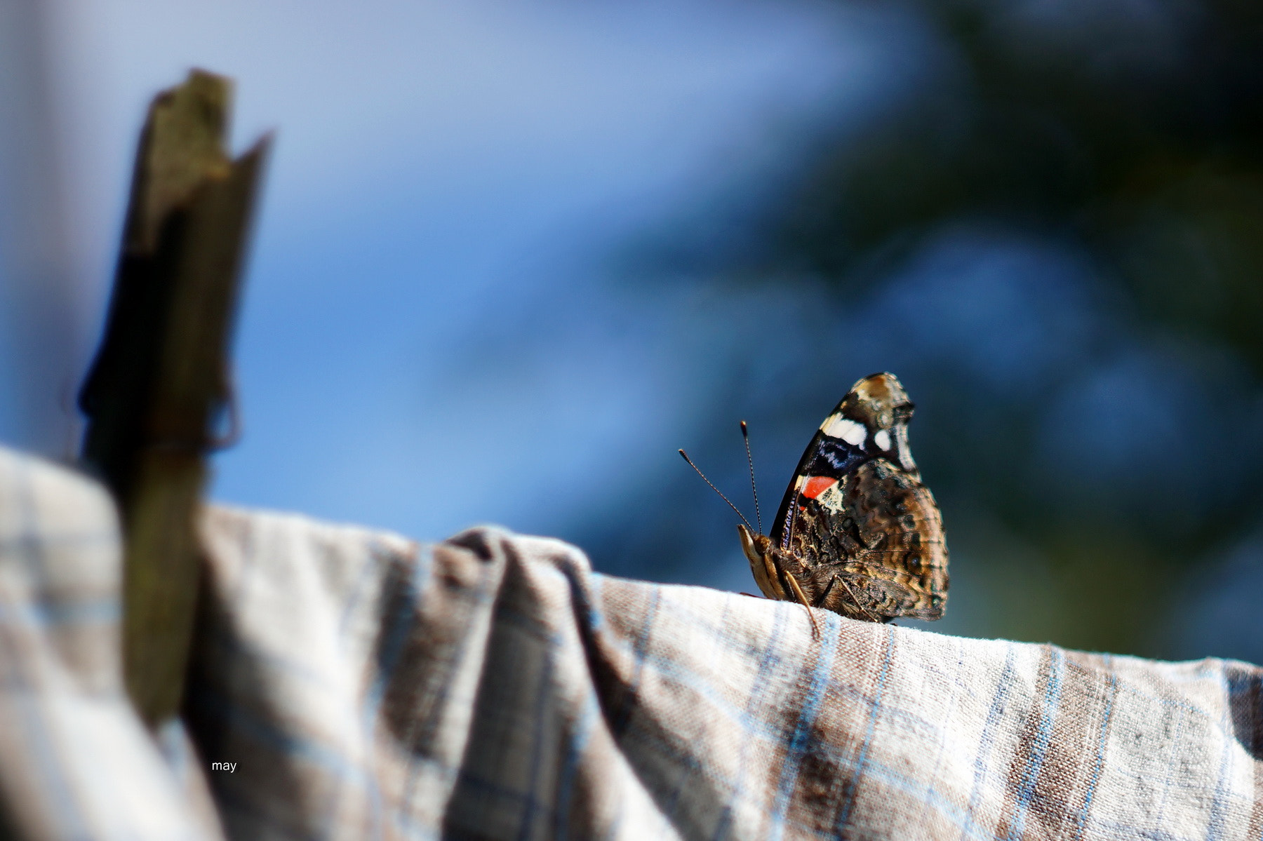 Sony SLT-A65 (SLT-A65V) + Minolta AF 50mm F1.7 sample photo. *** photography