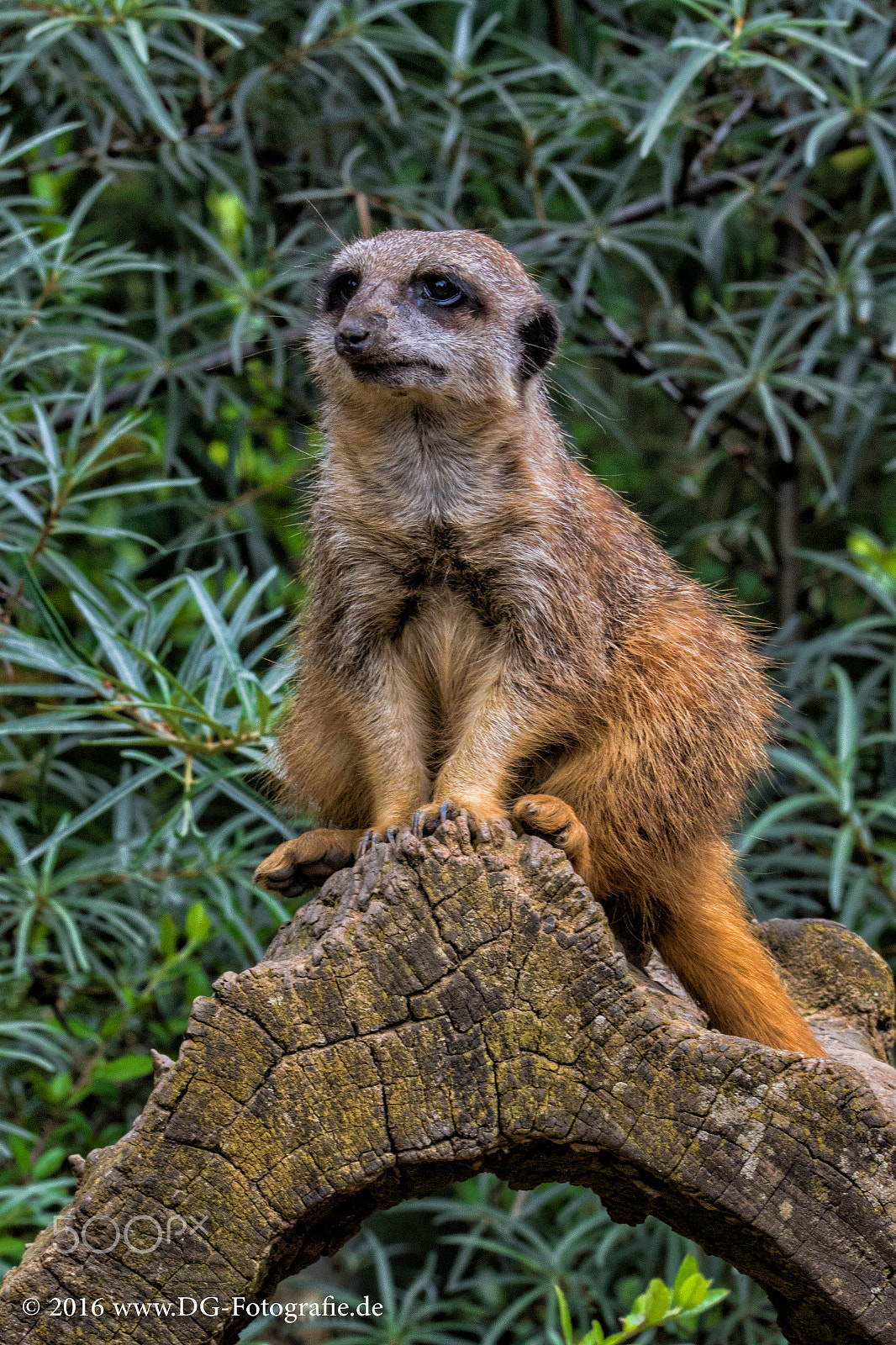 Sigma 150-600mm F5-6.3 DG OS HSM | S sample photo. Erdmännchen photography