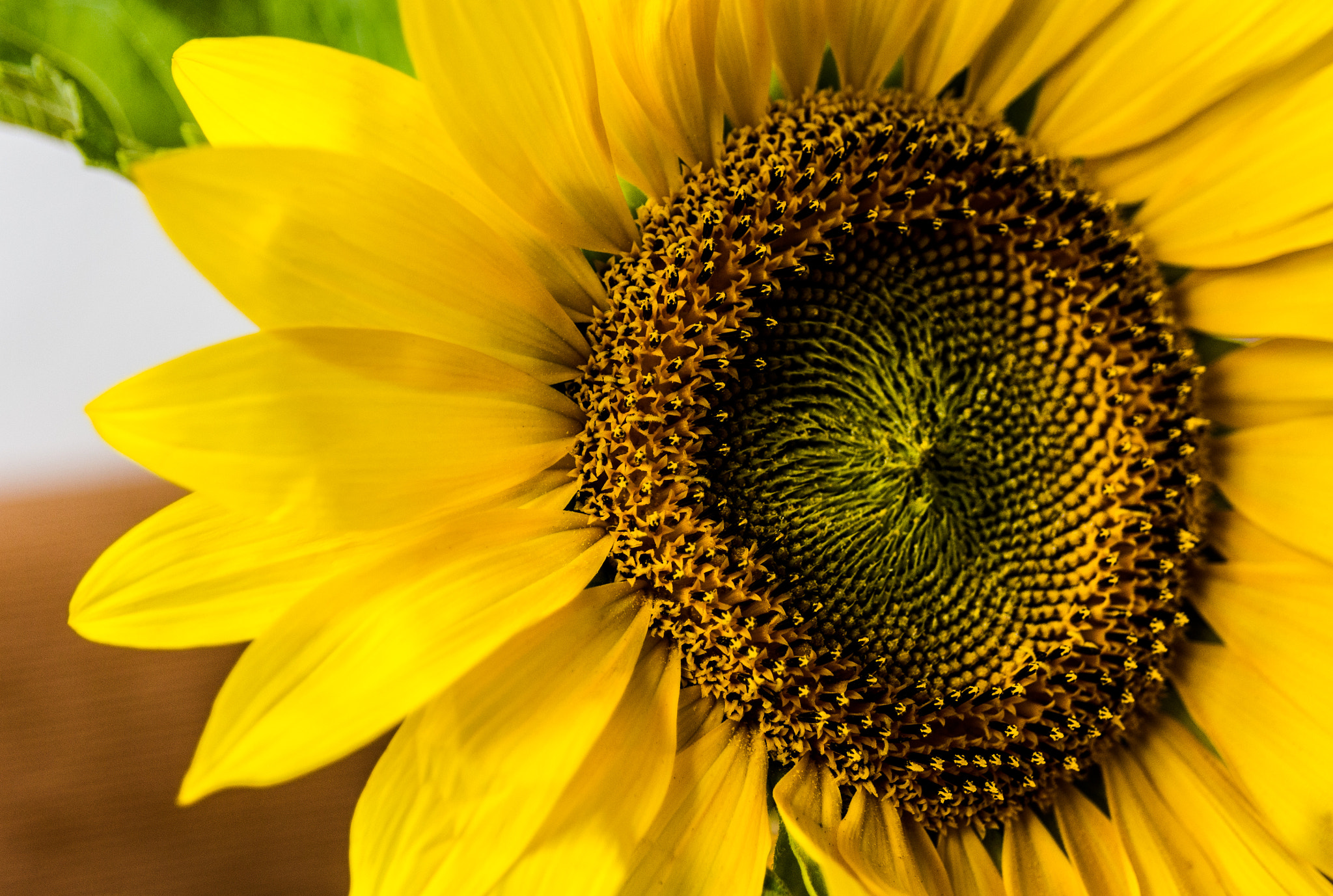 Sigma 17-70mm F2.8-4 DC Macro OS HSM sample photo. Sunflower photography