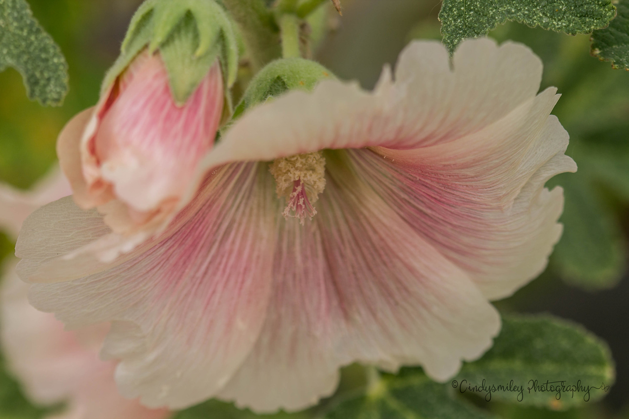 Canon EF 100mm F2.8 Macro USM sample photo. Hybiscus photography