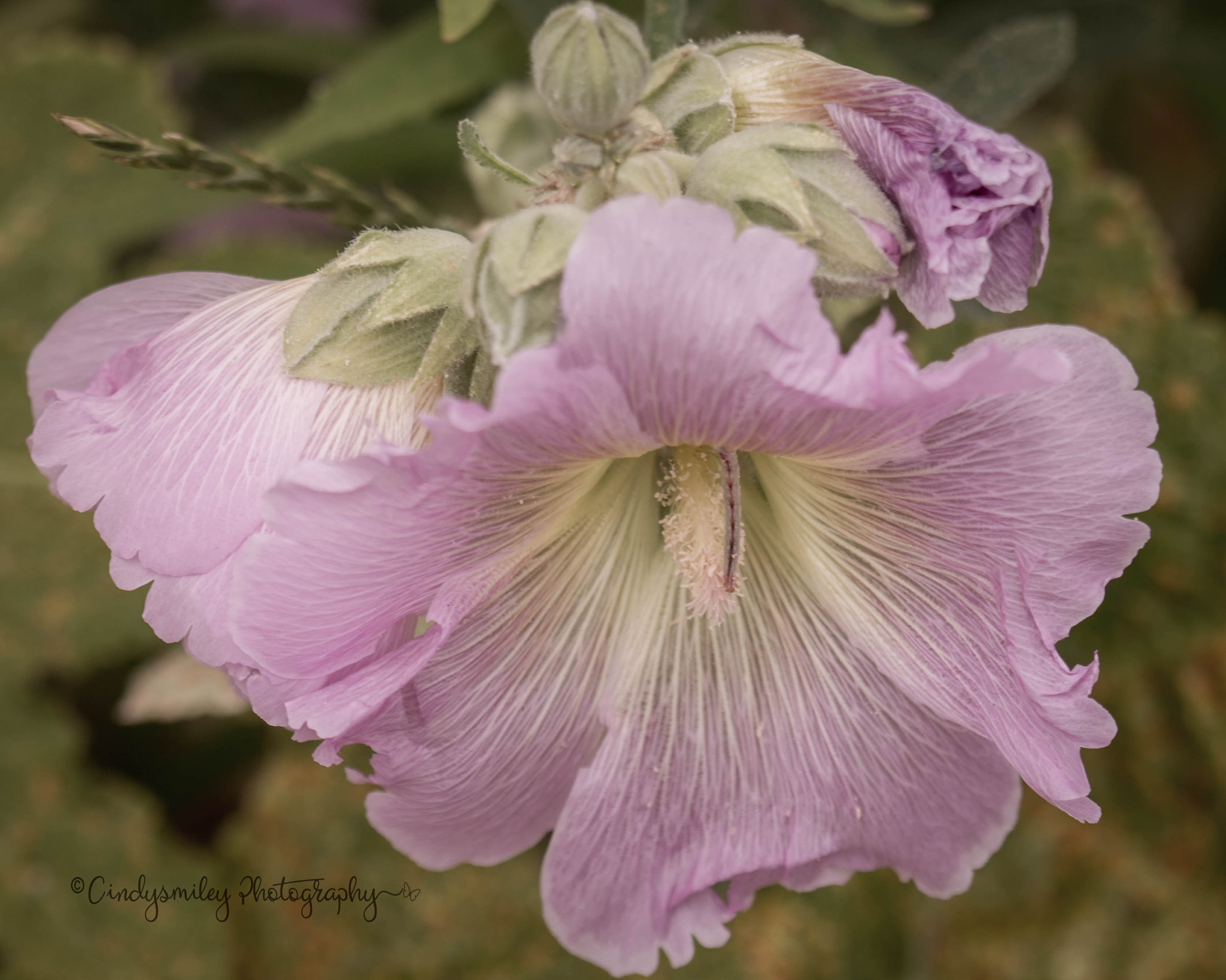 Canon EF 100mm F2.8 Macro USM sample photo. Hybiscus photography
