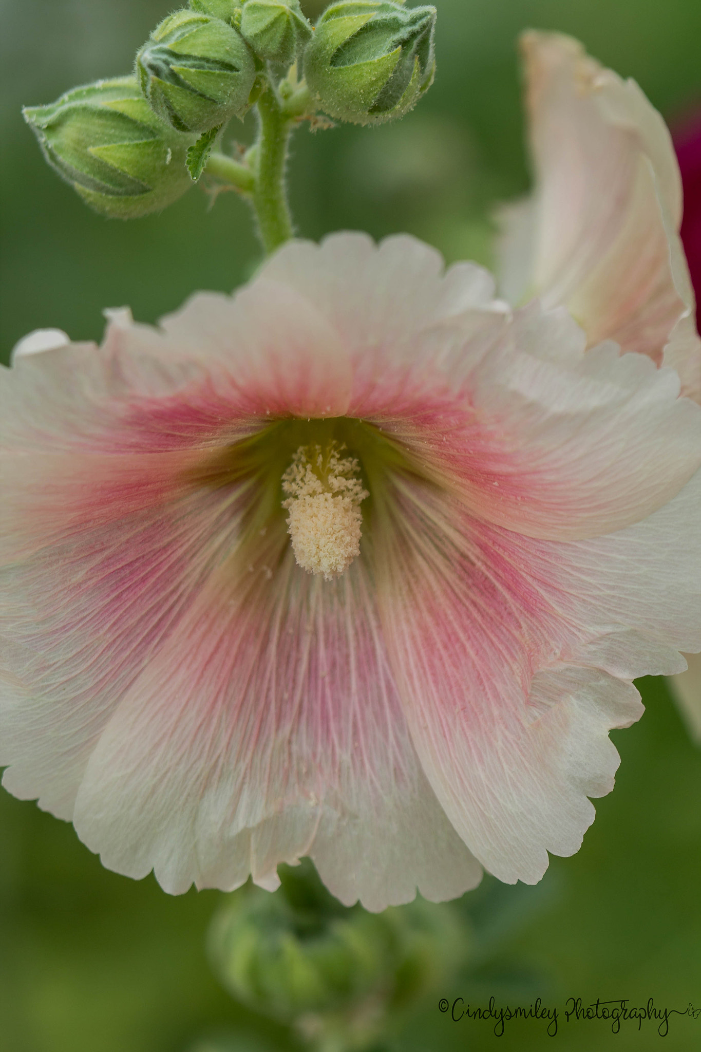 Canon EF 100mm F2.8 Macro USM sample photo. Hybiscus photography