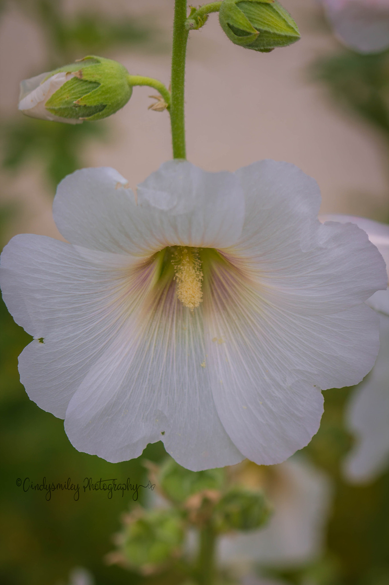 Canon EF 100mm F2.8 Macro USM sample photo. Hybiscus photography