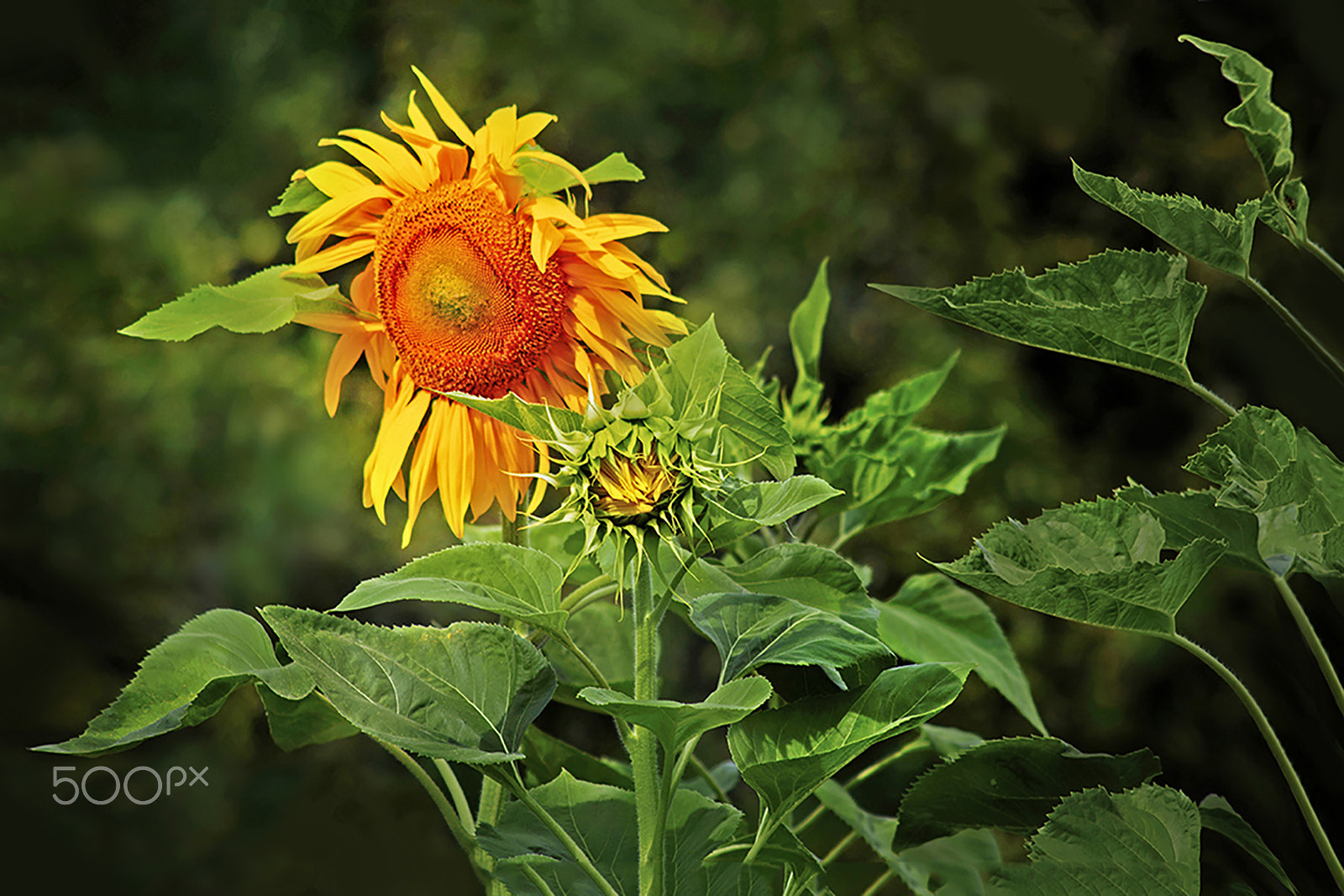 Canon EF 200mm f/2.8L II + 2x sample photo. Sunflower photography