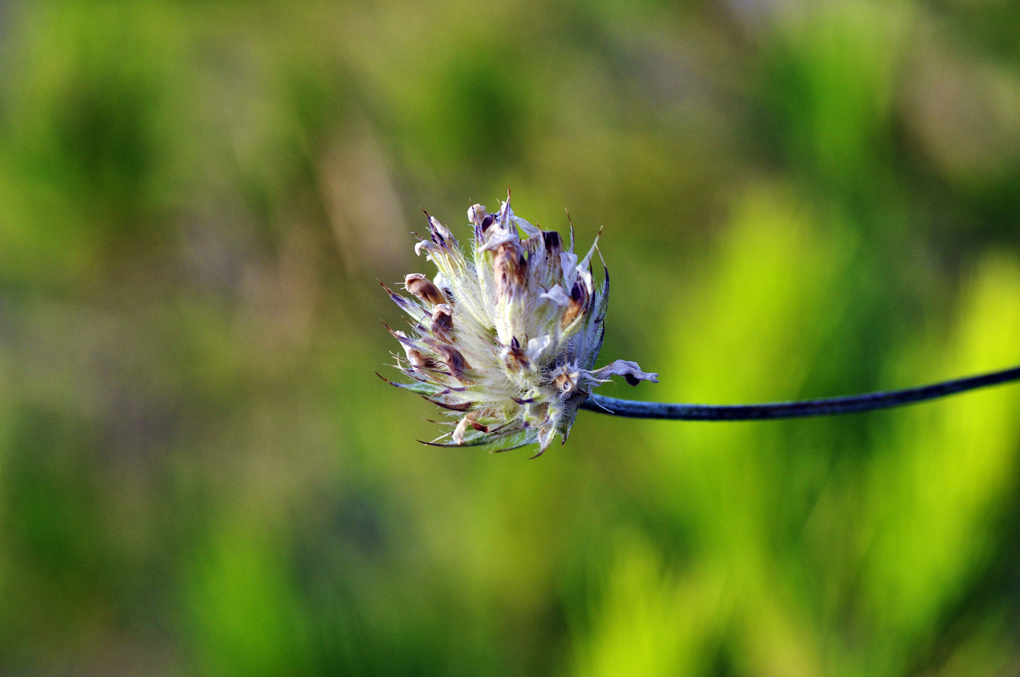 Nikon D5000 + Tamron SP 90mm F2.8 Di VC USD 1:1 Macro sample photo. Colores photography