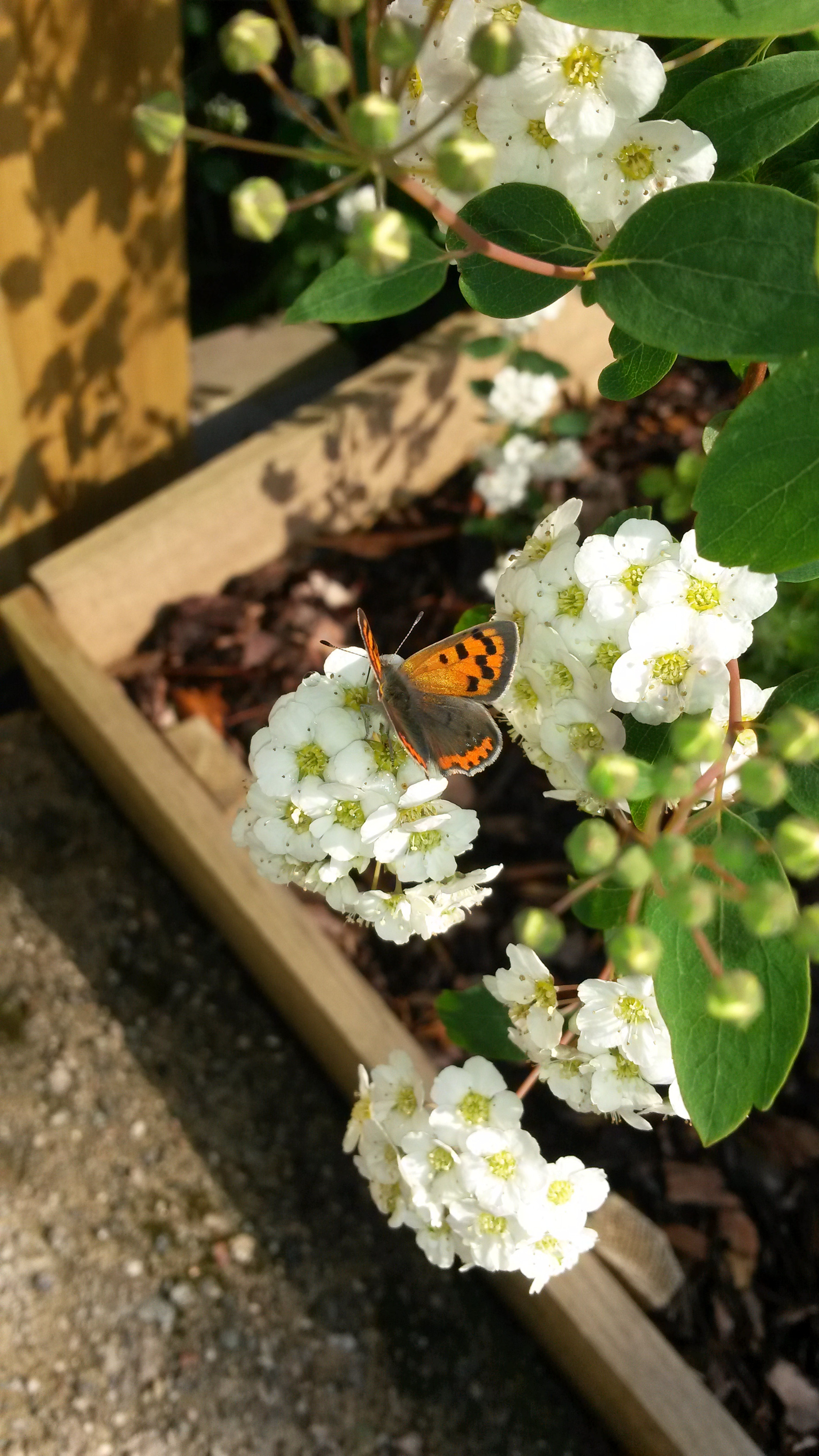 Samsung Galaxy S4 Active sample photo. 20160602_165756.jpg photography
